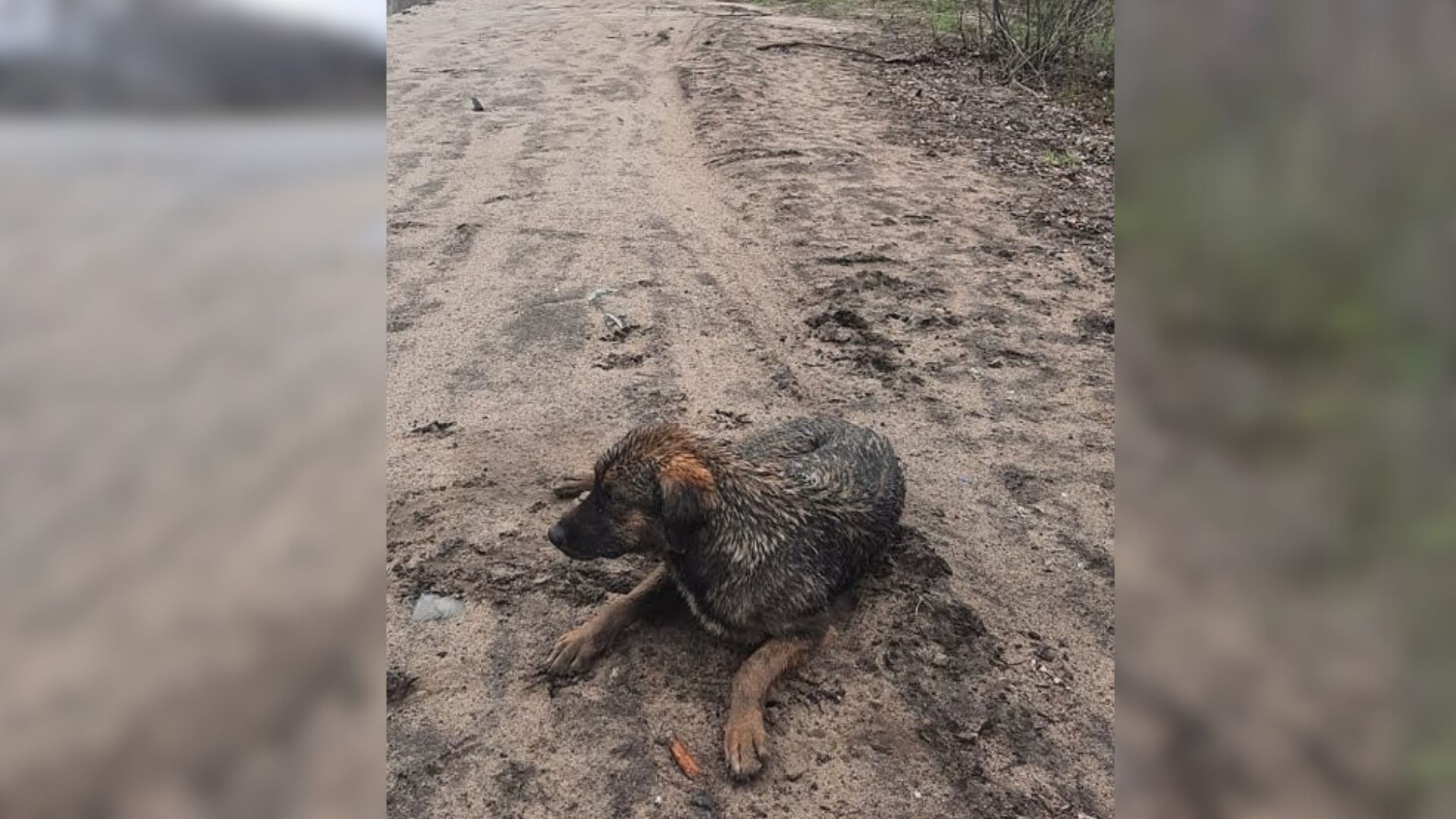 puppy in the mud