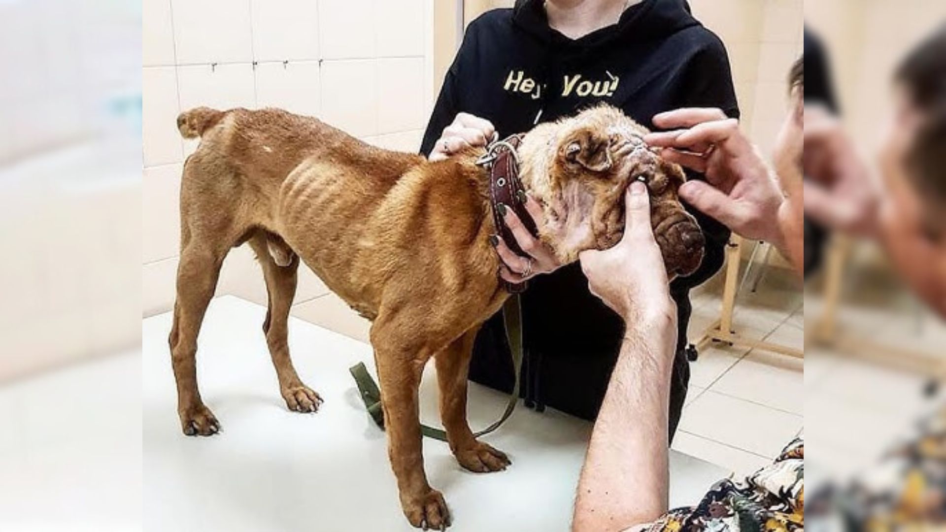 Pup Neglected And Confined To A Small Cage For 5 Years Finally Learns What Love Feels Like