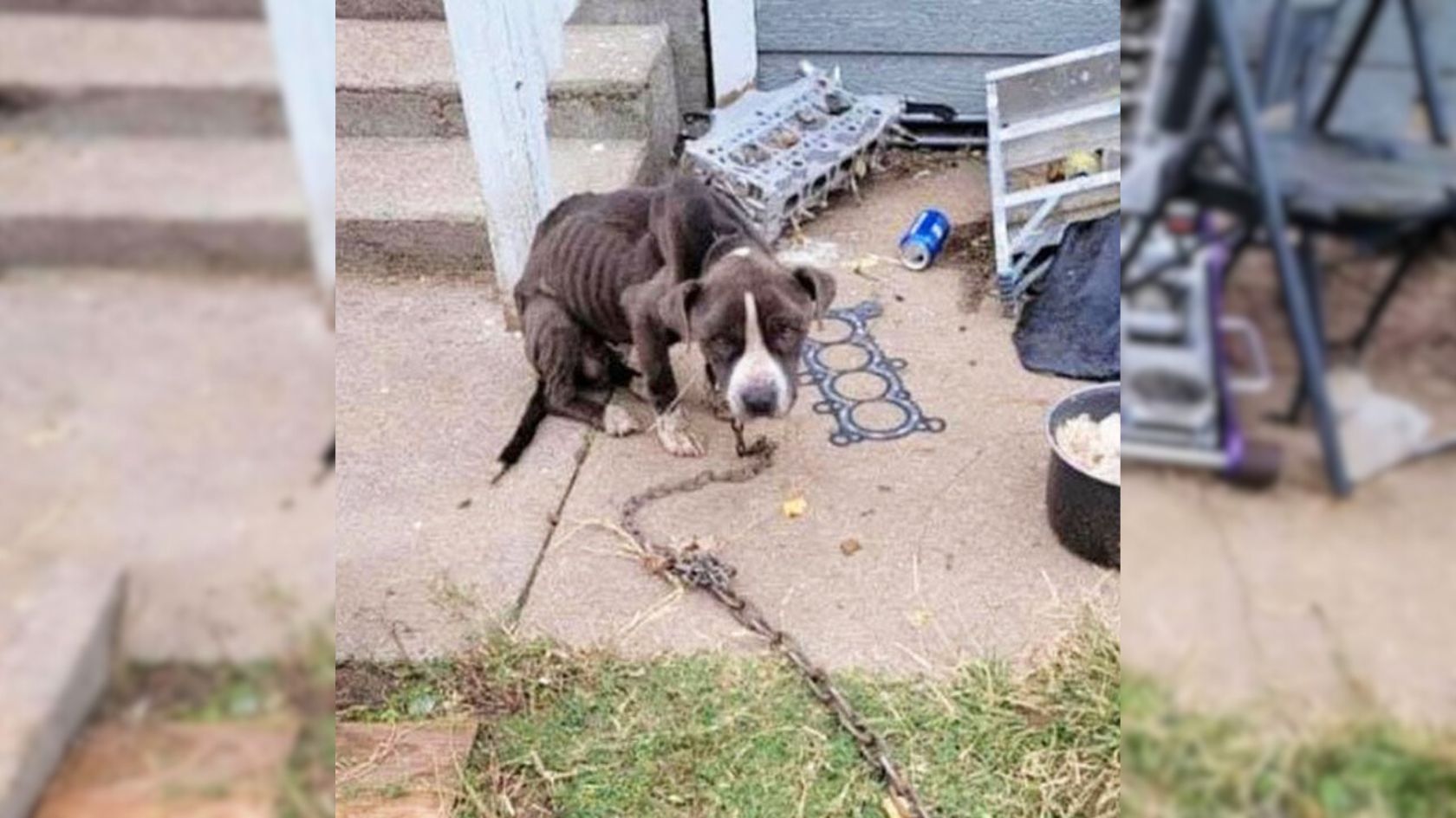 chained puppy