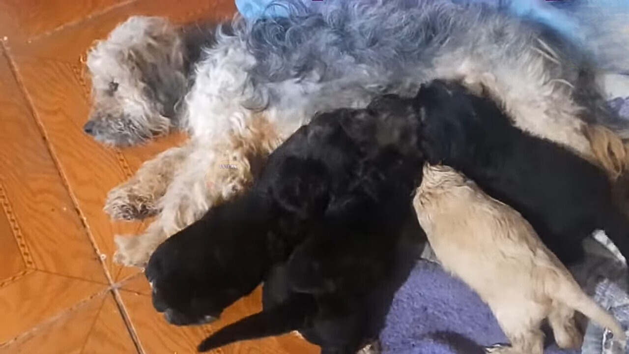 Puppies are nursing a shaggy poodle