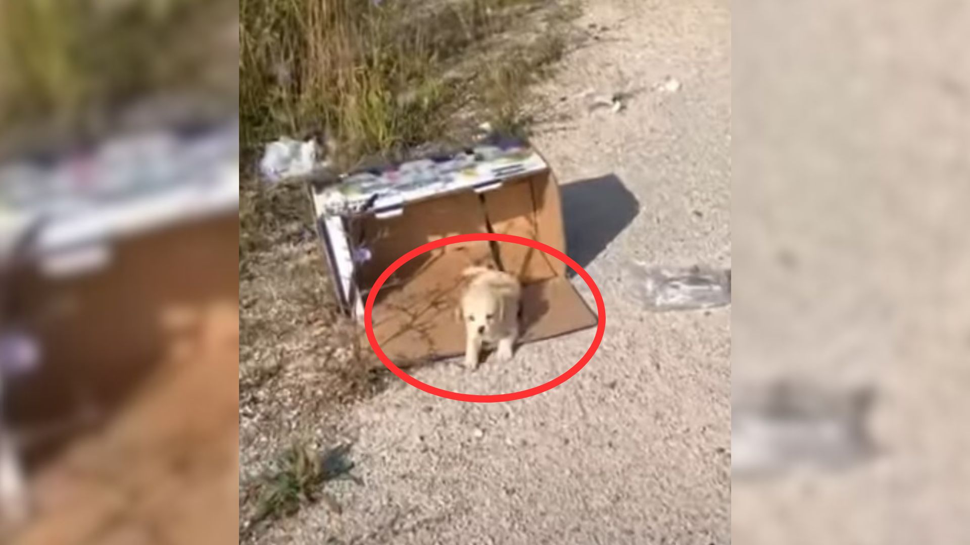 abandoned puppy in a box