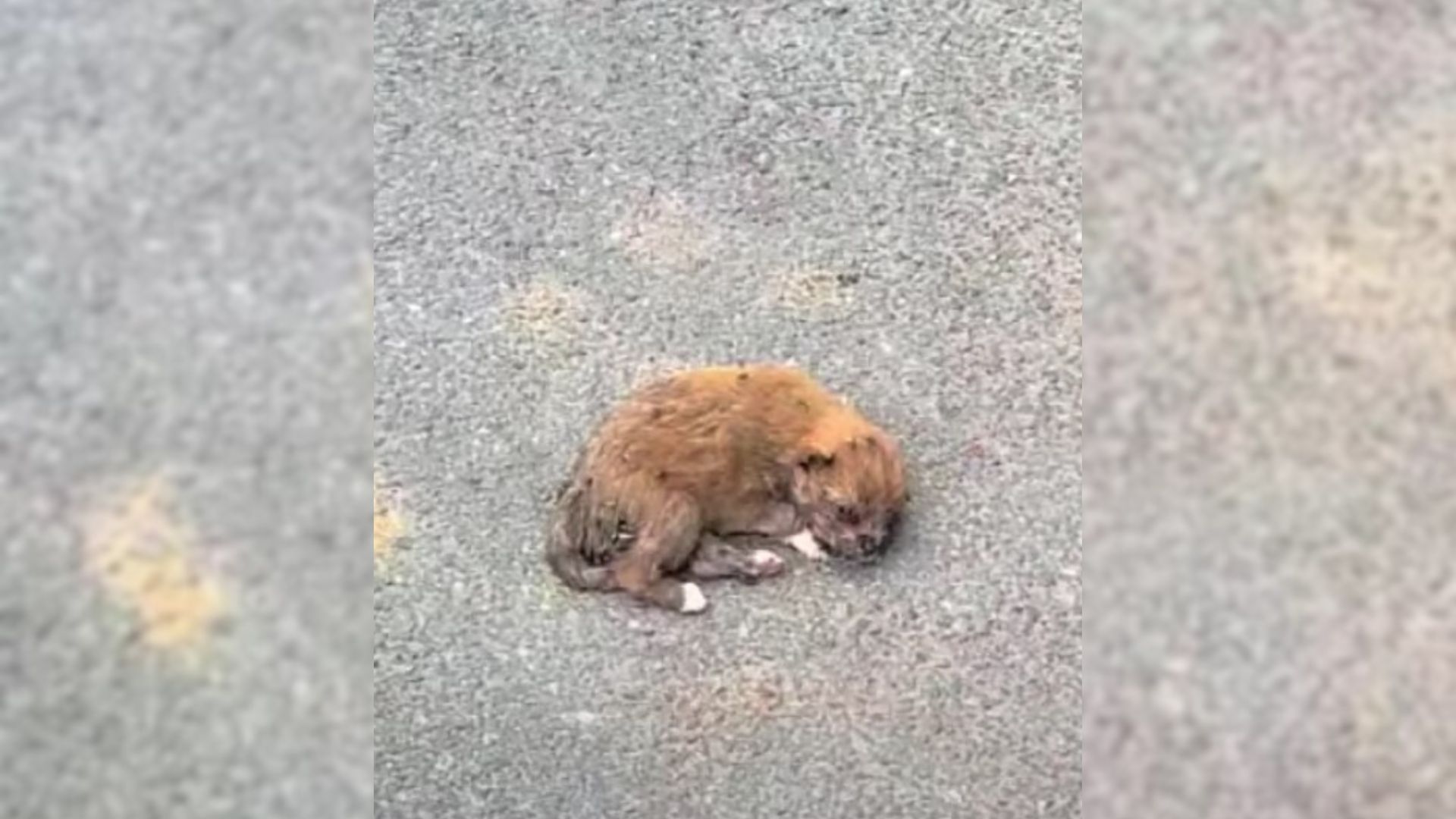 Puppy Was Lying On The Street Covered With Flies