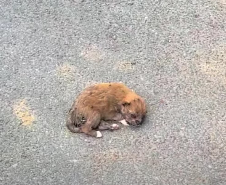 Puppy Was Lying On The Street Covered With Flies