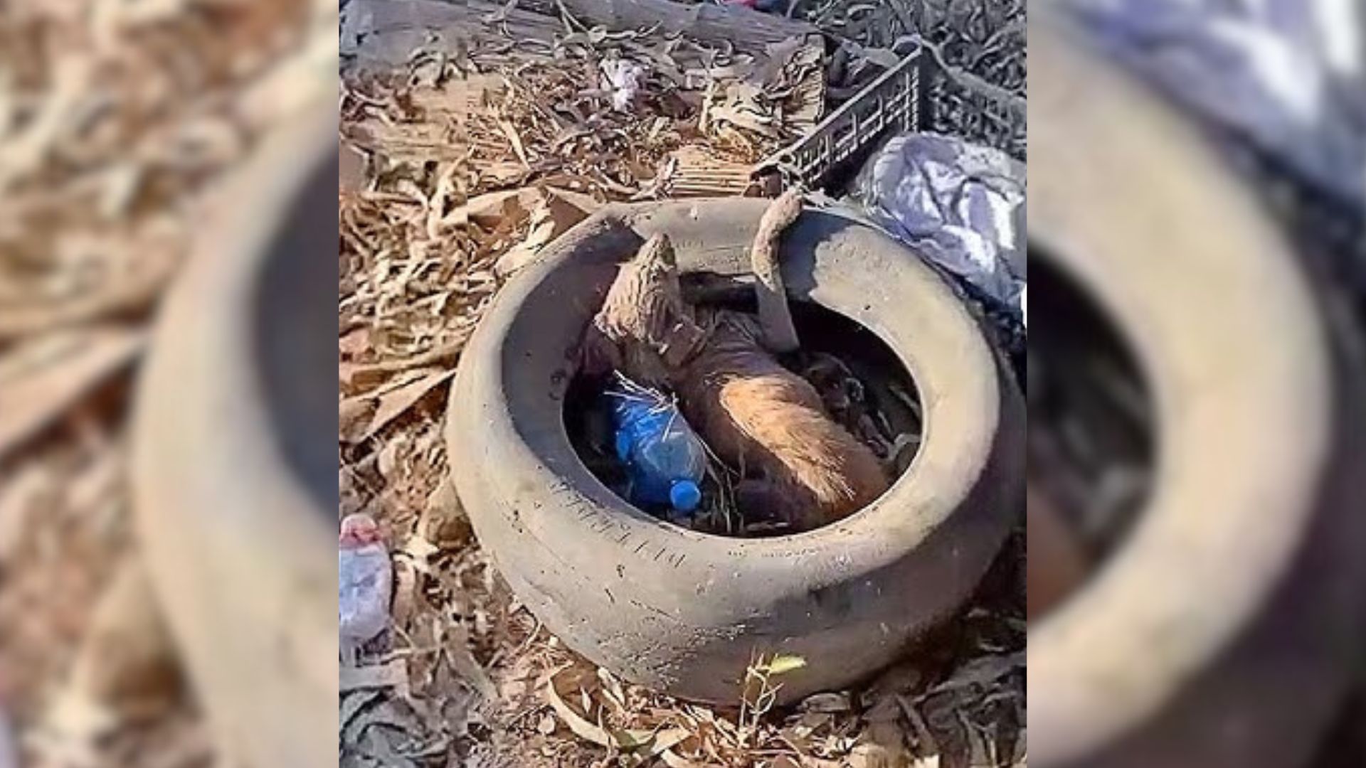 Rescuers Couldn’t Determine What Was Wrong With Pup Who Was Living In A Tire Until They Did A Specific Test