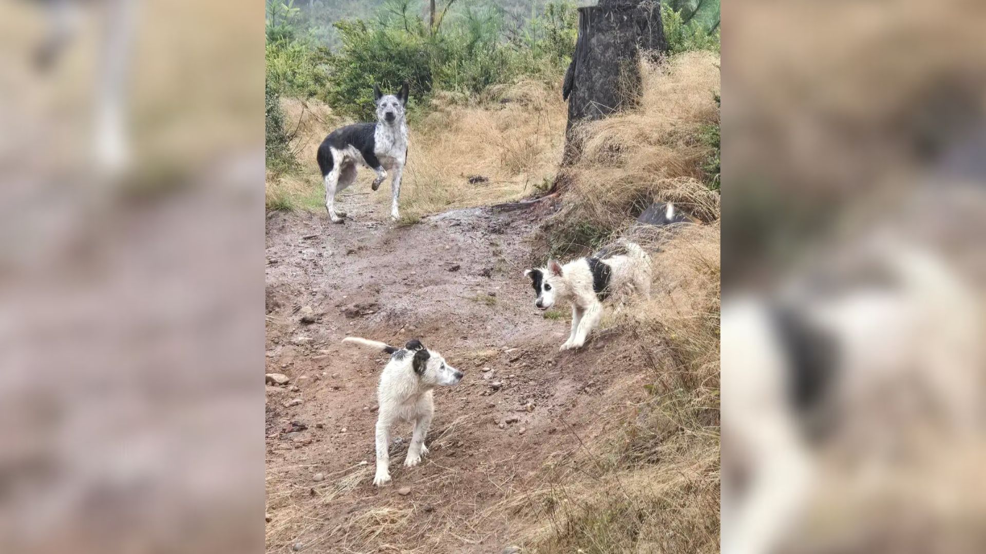 three stray dogs