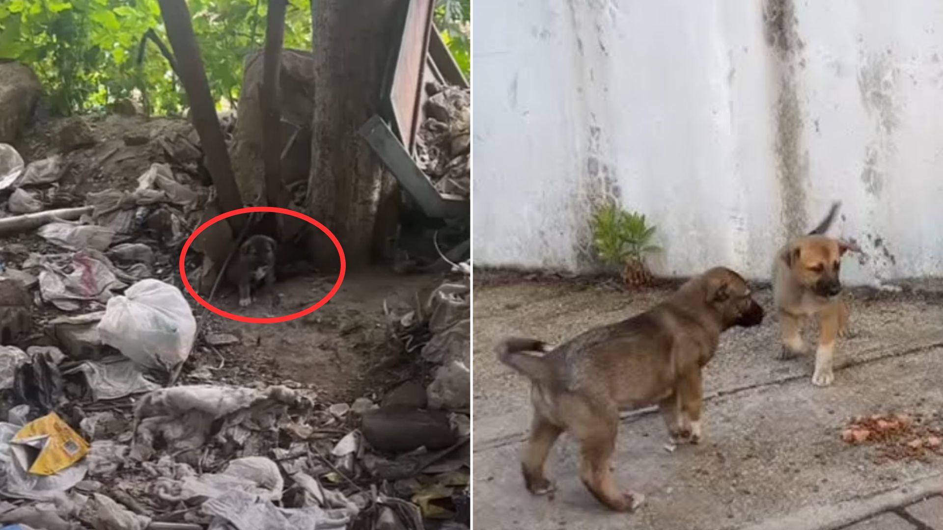 pup unable to stand on his own