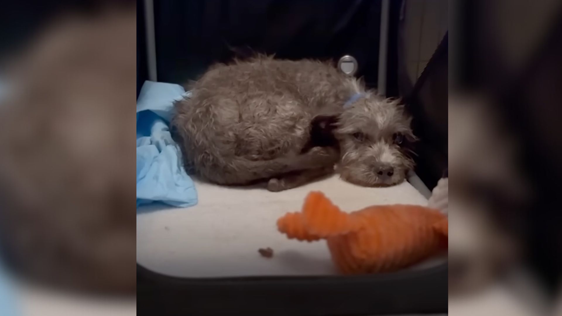 Rescuers Relieved When They Finally Found Out What Was Wrong With Pup With Human-Like Eyes