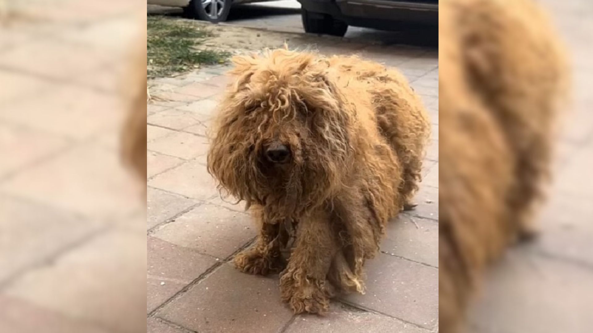 hairy dog looking for food