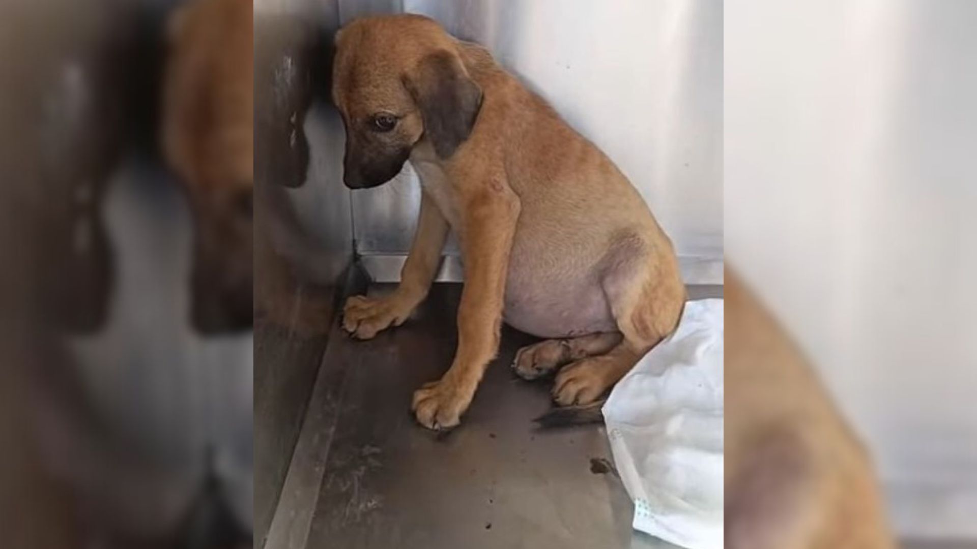 Rescuers Were Stunned To Find Abandoned Puppy