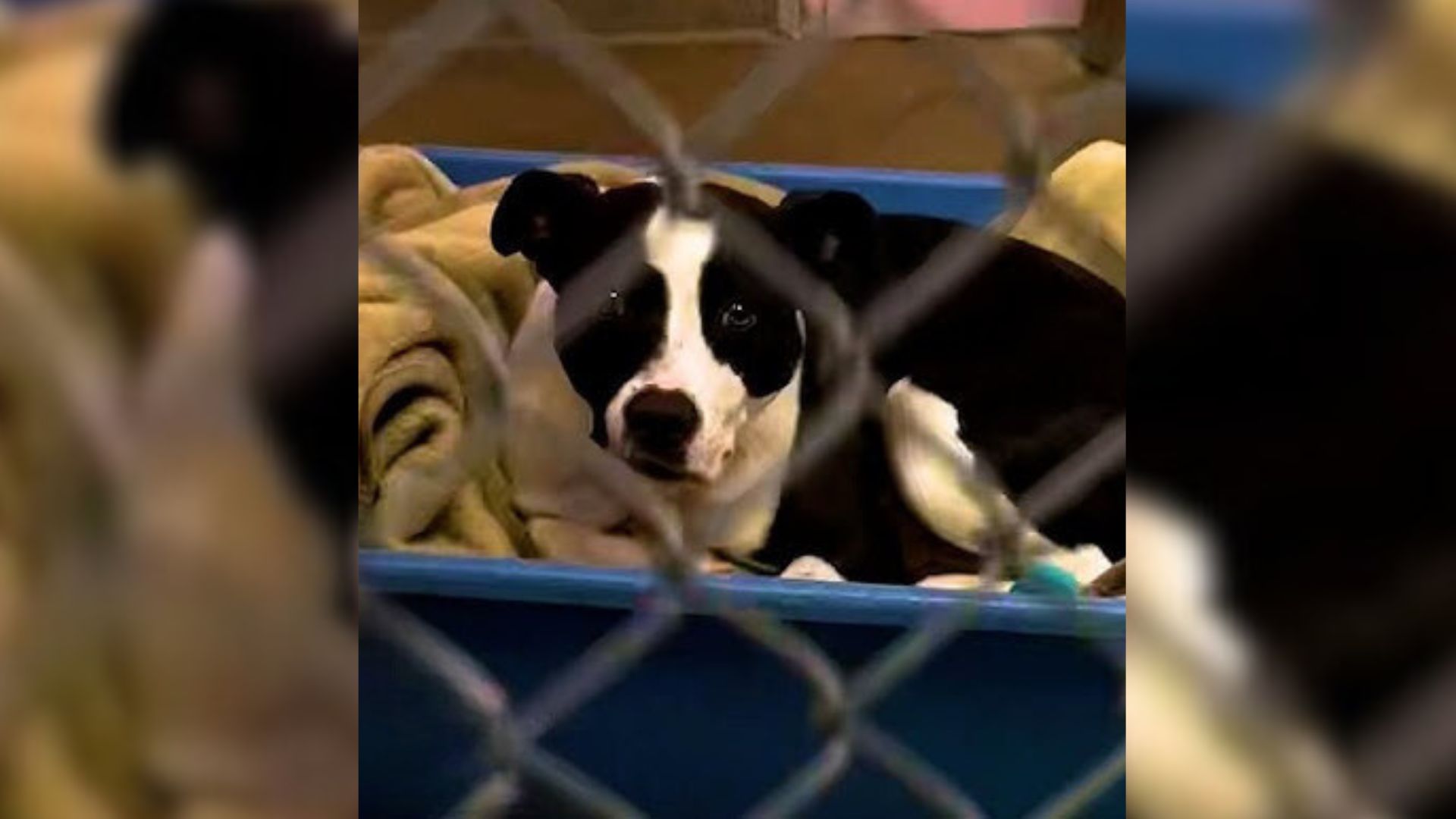 Sad Dog Spends Over 700 Days At Shelter