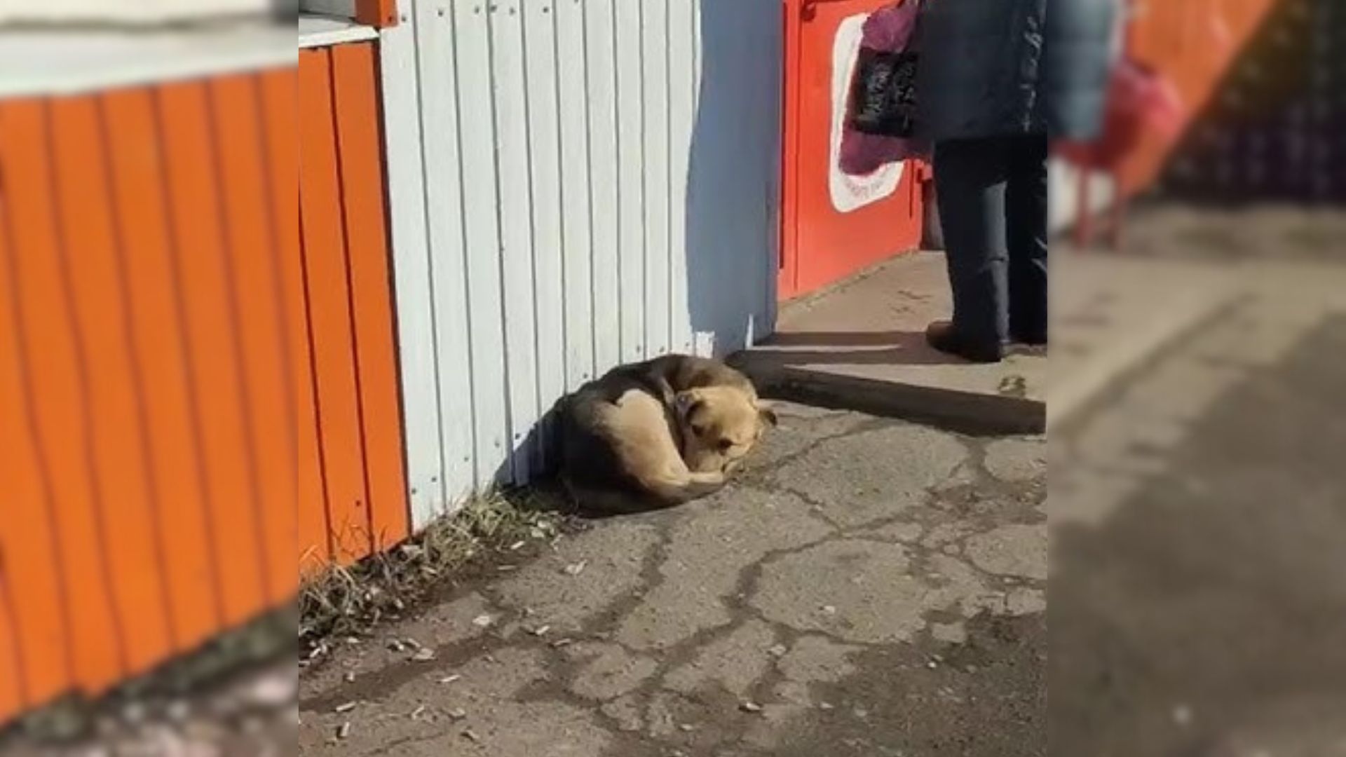 Sad Dog Was Lying In Front Of A Store For 2 Days, Hoping That Someone Would Help Her