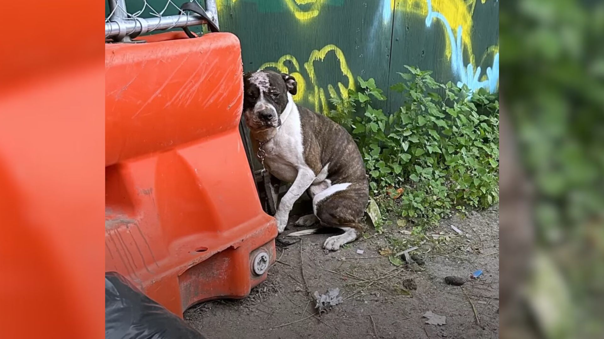 Scared Pittie Who Was Chained Up And Dumped In A Back Alley Has A Lot Of Love To Give