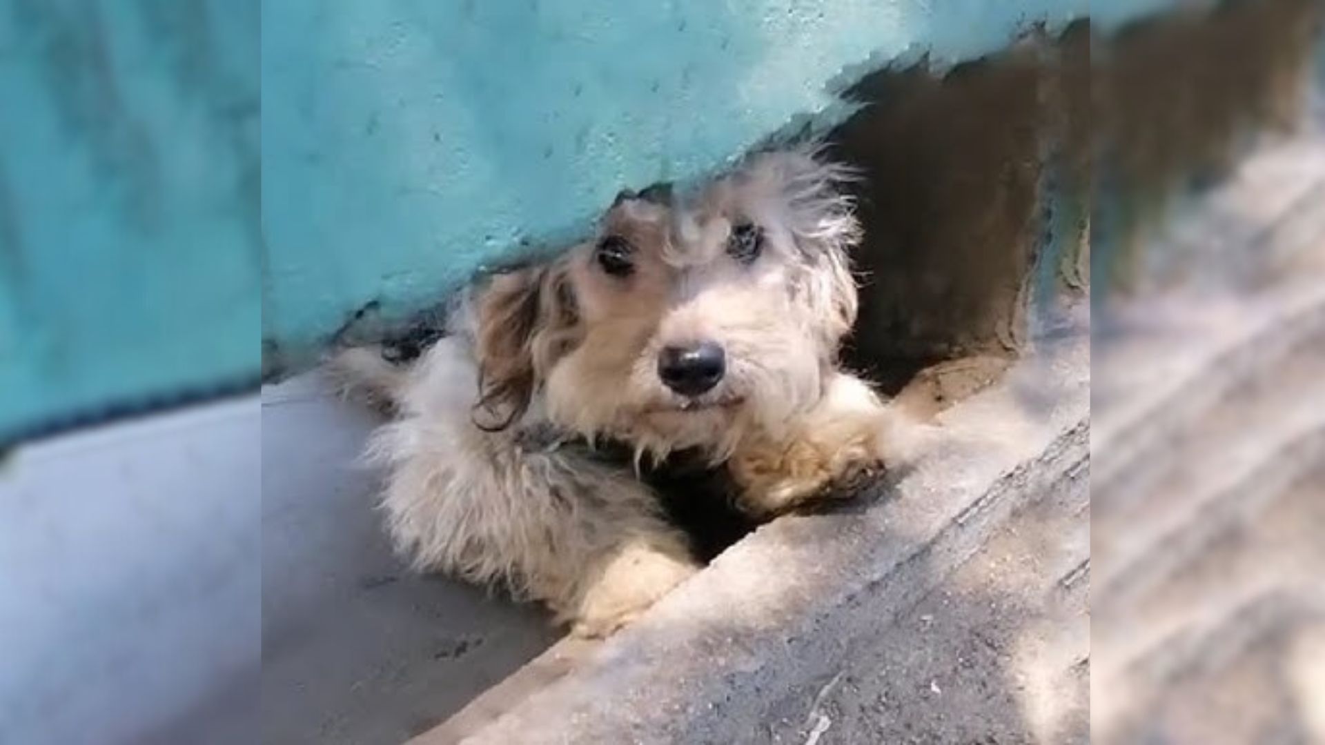 Scared Pregnant Pup Struggled In The Street And Begged For Help