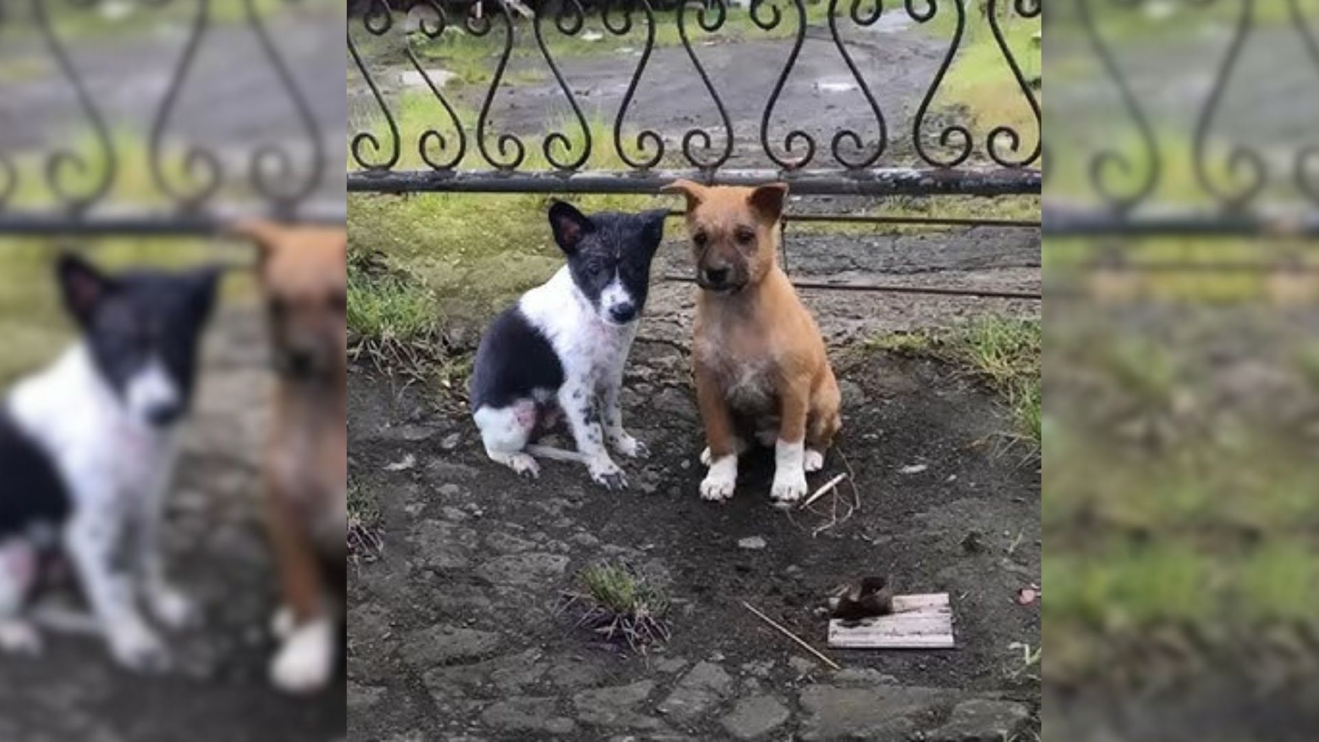 Scared Puppies Abandoned On The Street Had Only Each Other