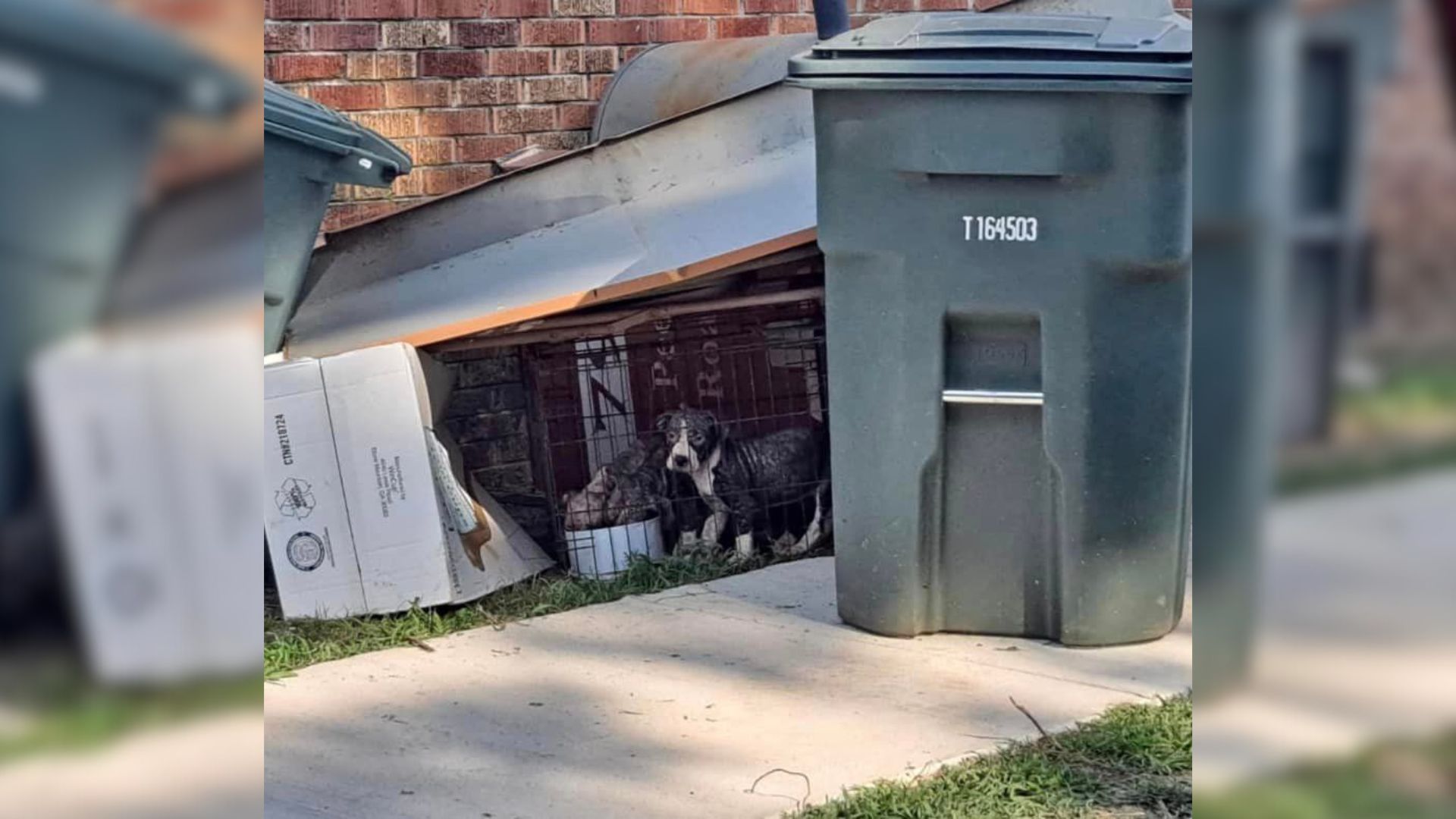 Scared Puppies Who Were Locked In A Crate And Tossed In Trash Were Begging For A Second Chance