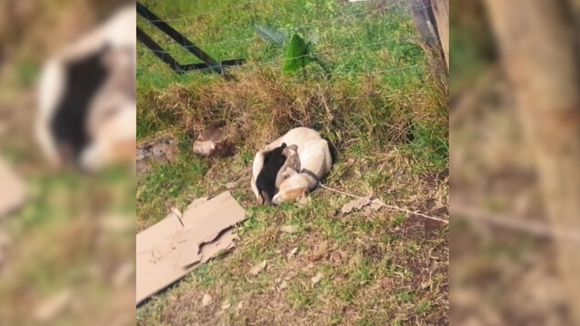 Security Team Was Heartbroken To Discover A Furry Family Tethered To A Sign At The Shelter’s Driveway