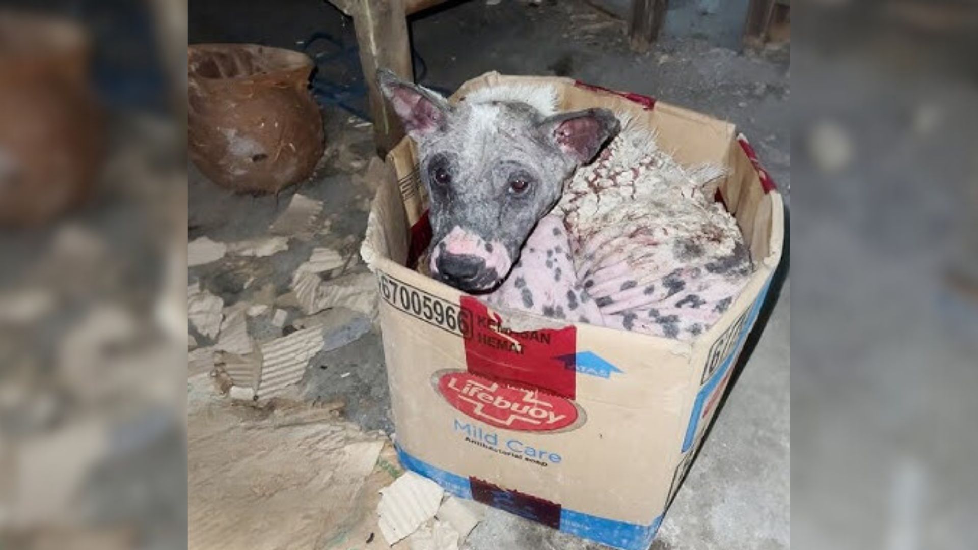 Severely Mangey Pup Curled Up In A Box To Comfort Herself Because She Was All Alone  