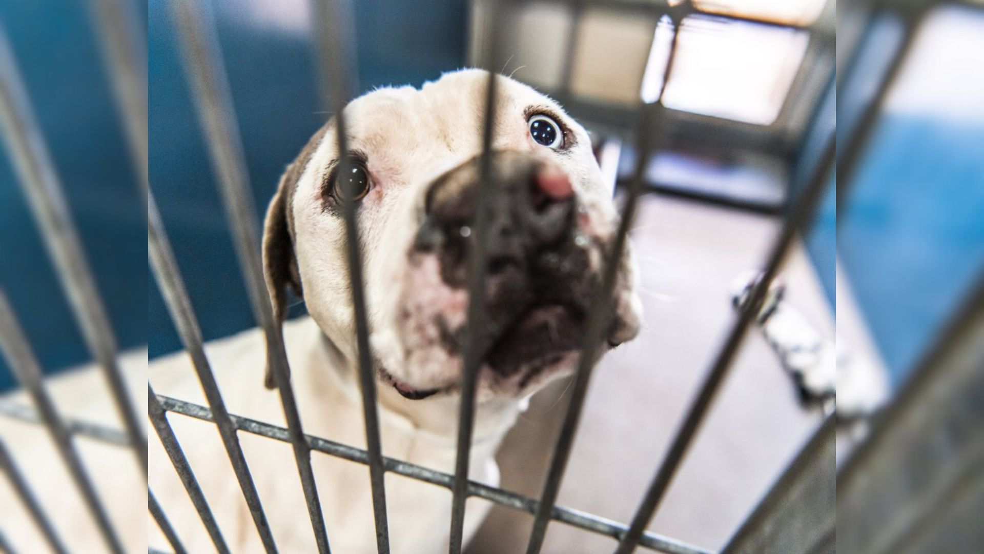 puppy in a shelter