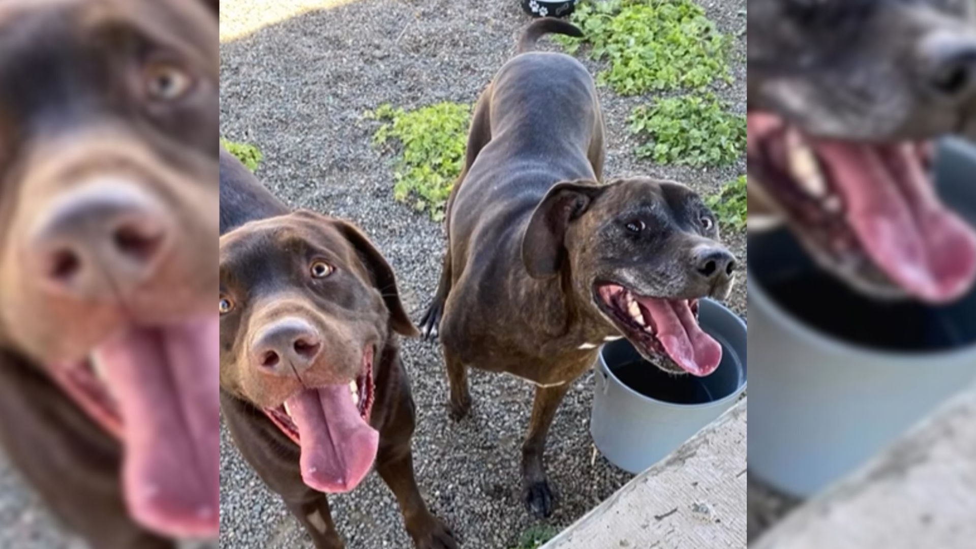 Shelter Shocked As Family Surrenders Two Sweet Dogs, Requesting Euthanasia For Both