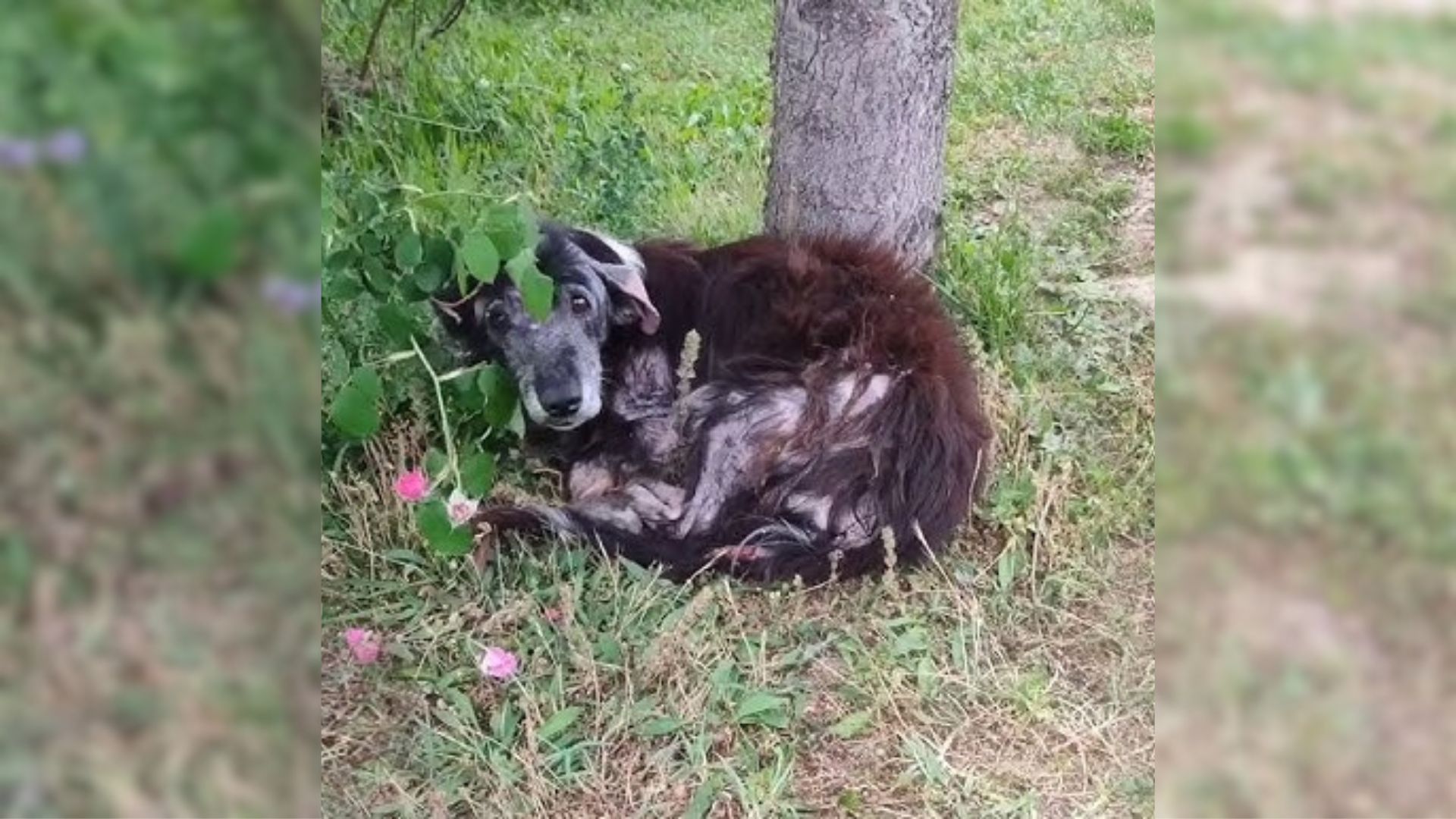 dumped black dog