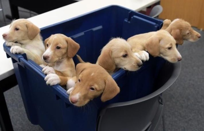 Six puppies in bucket