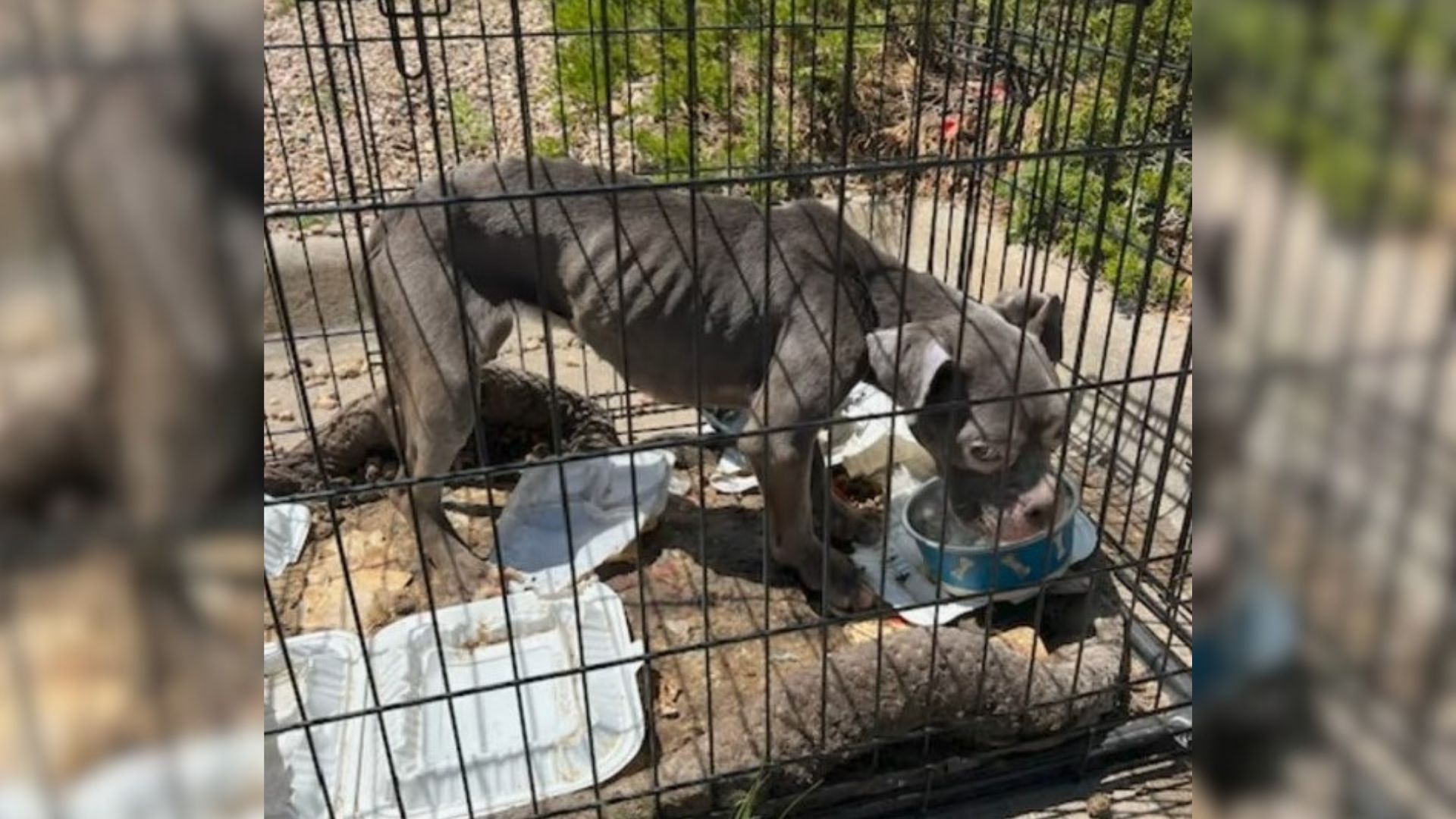 gray dog in crate