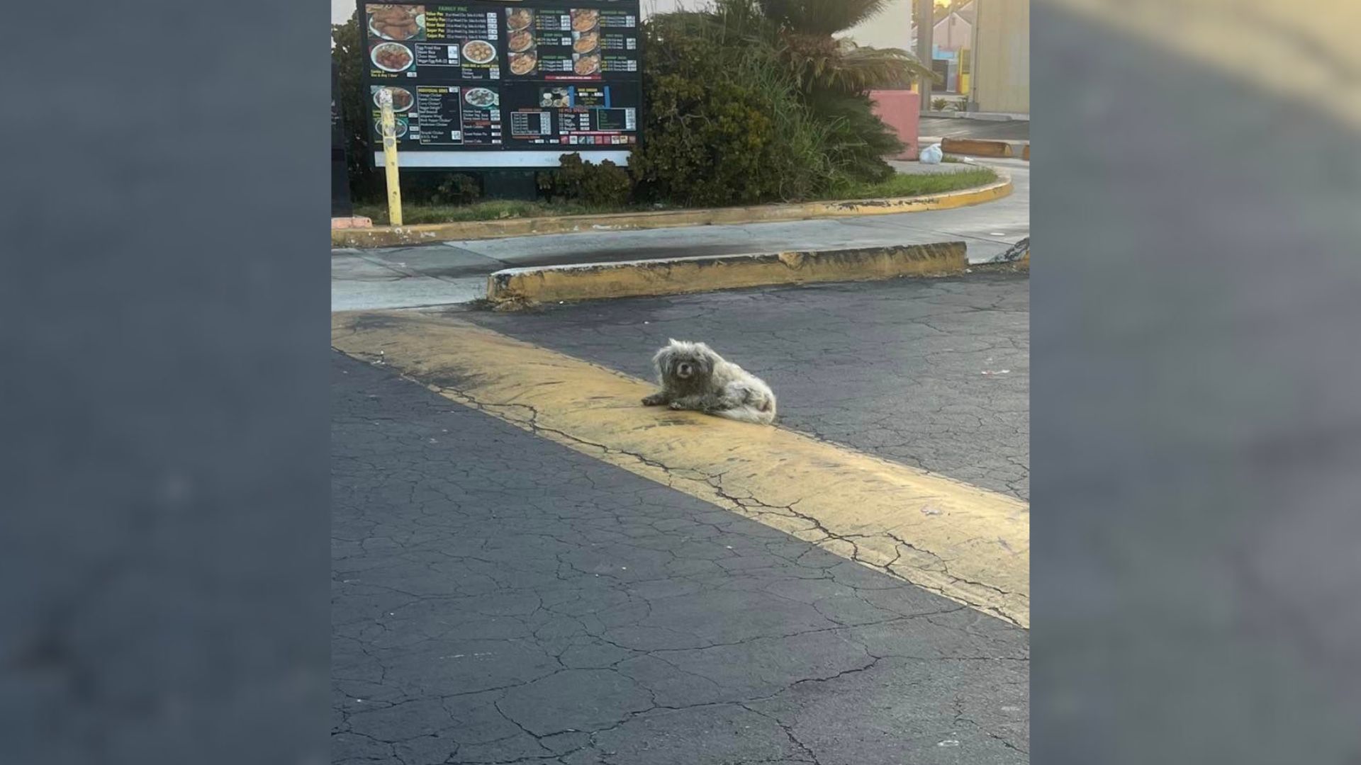 Stray Dog Who Was Living In A Parking Lot For 3 Months