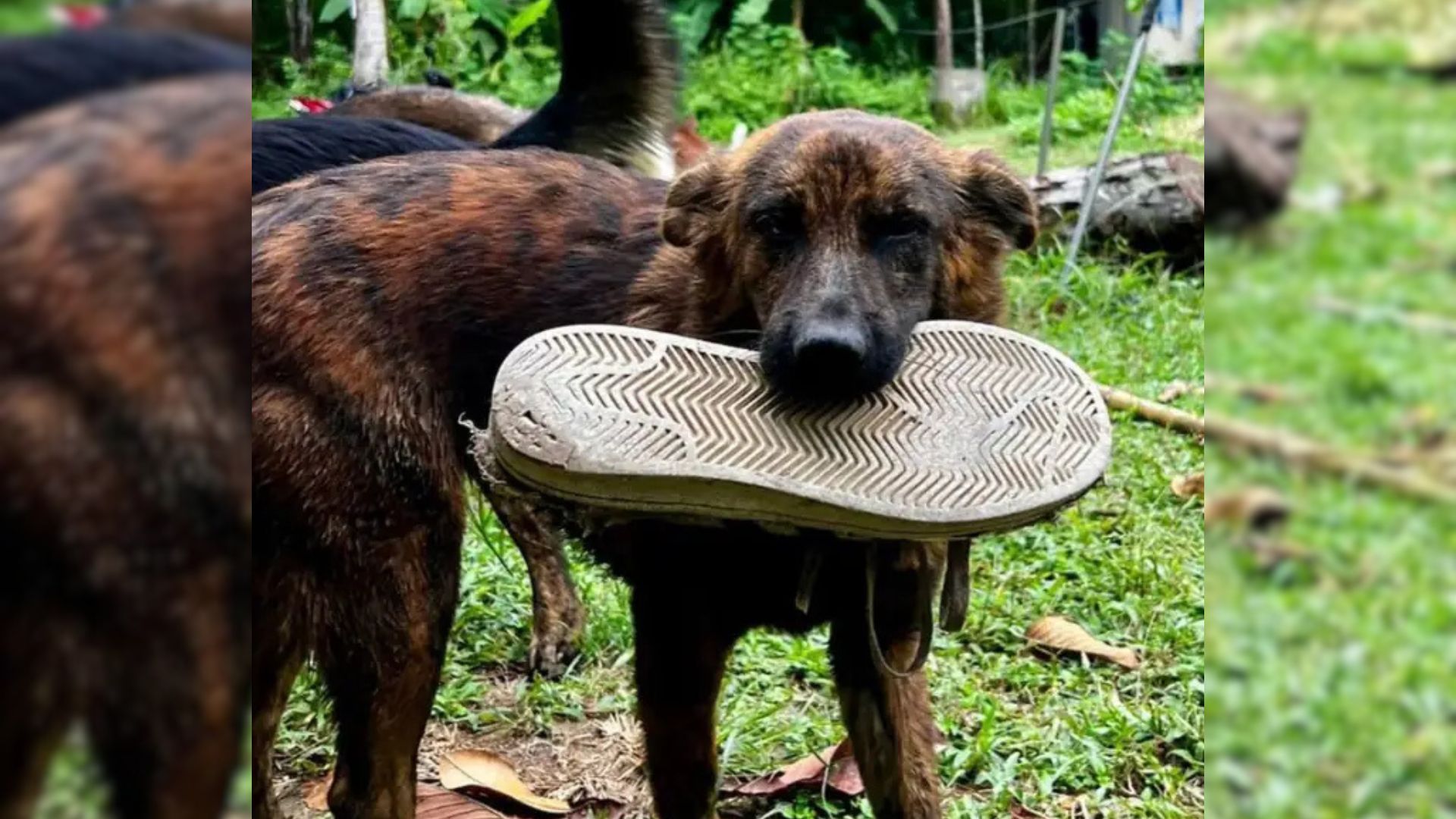 Street Dog Responds To Man With Kindness By Bringing Him Heartwarming Gifts Every Day