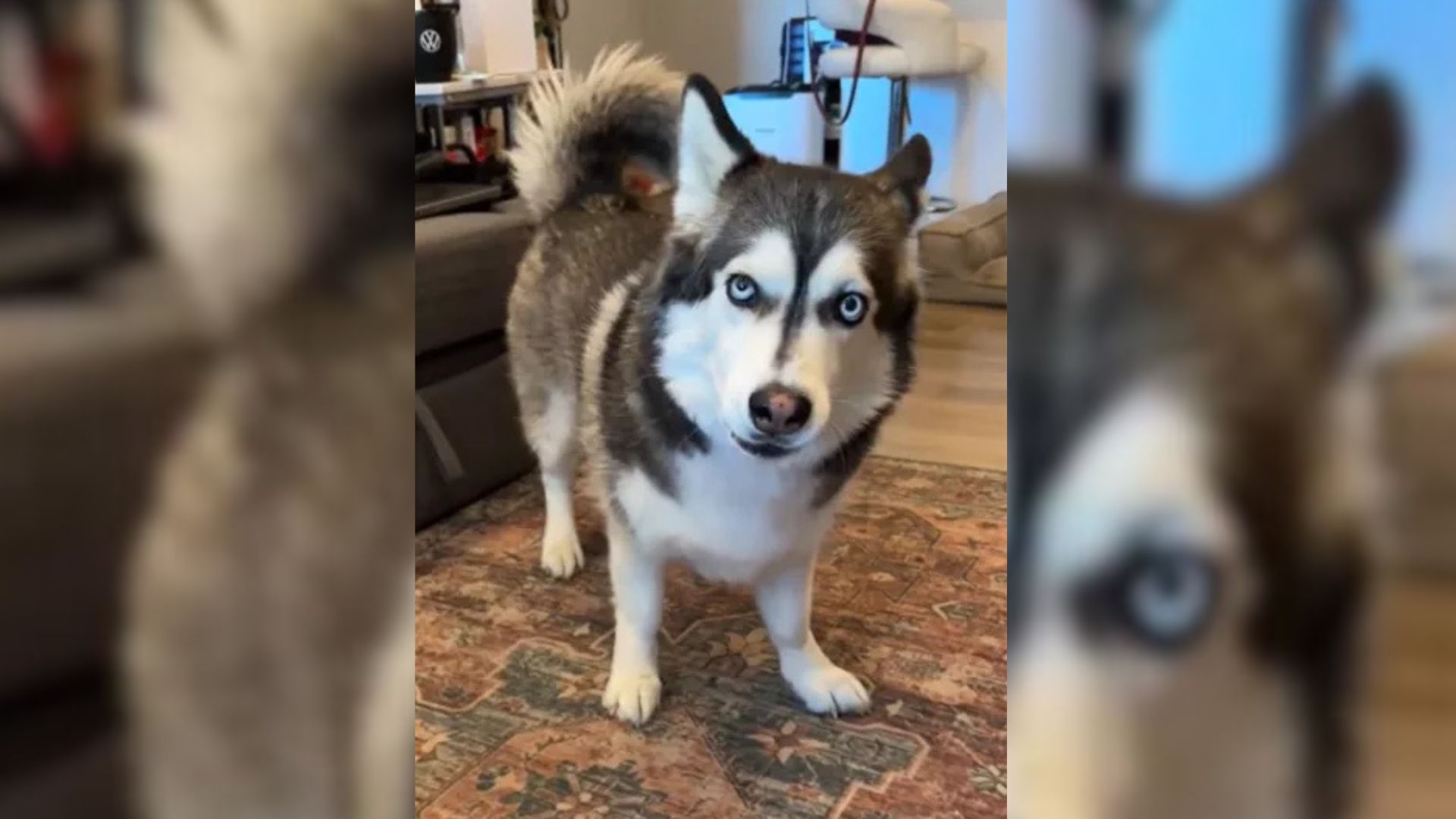 Stunning 'Husky-Corgi Mix' Makes The Internet Obsessed