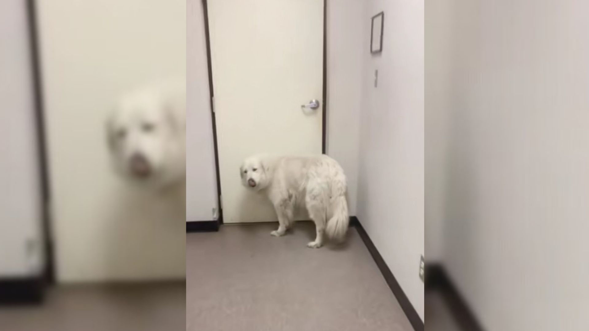 Surrendered Dog Waits At The Shelter Door In Hope That Her Family Would Return For Her