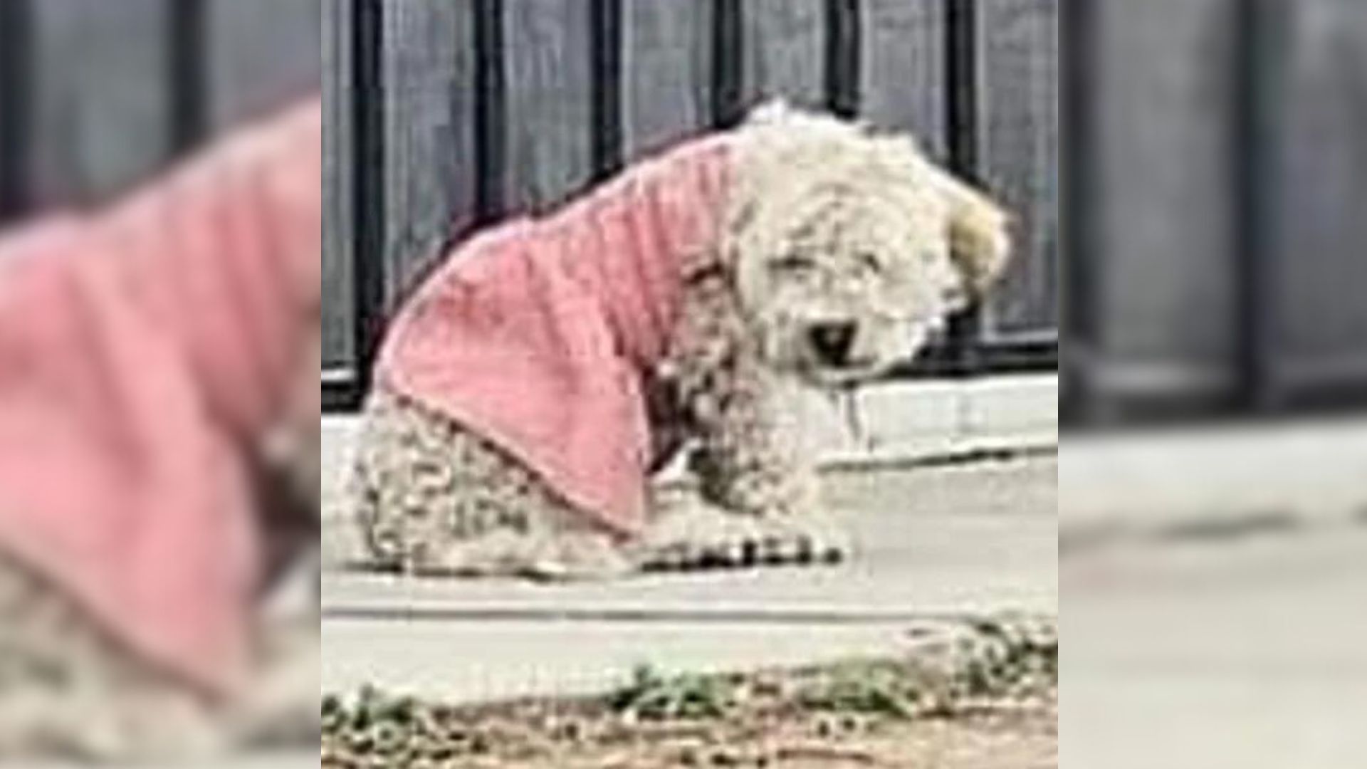 sweet pup in a pink dress