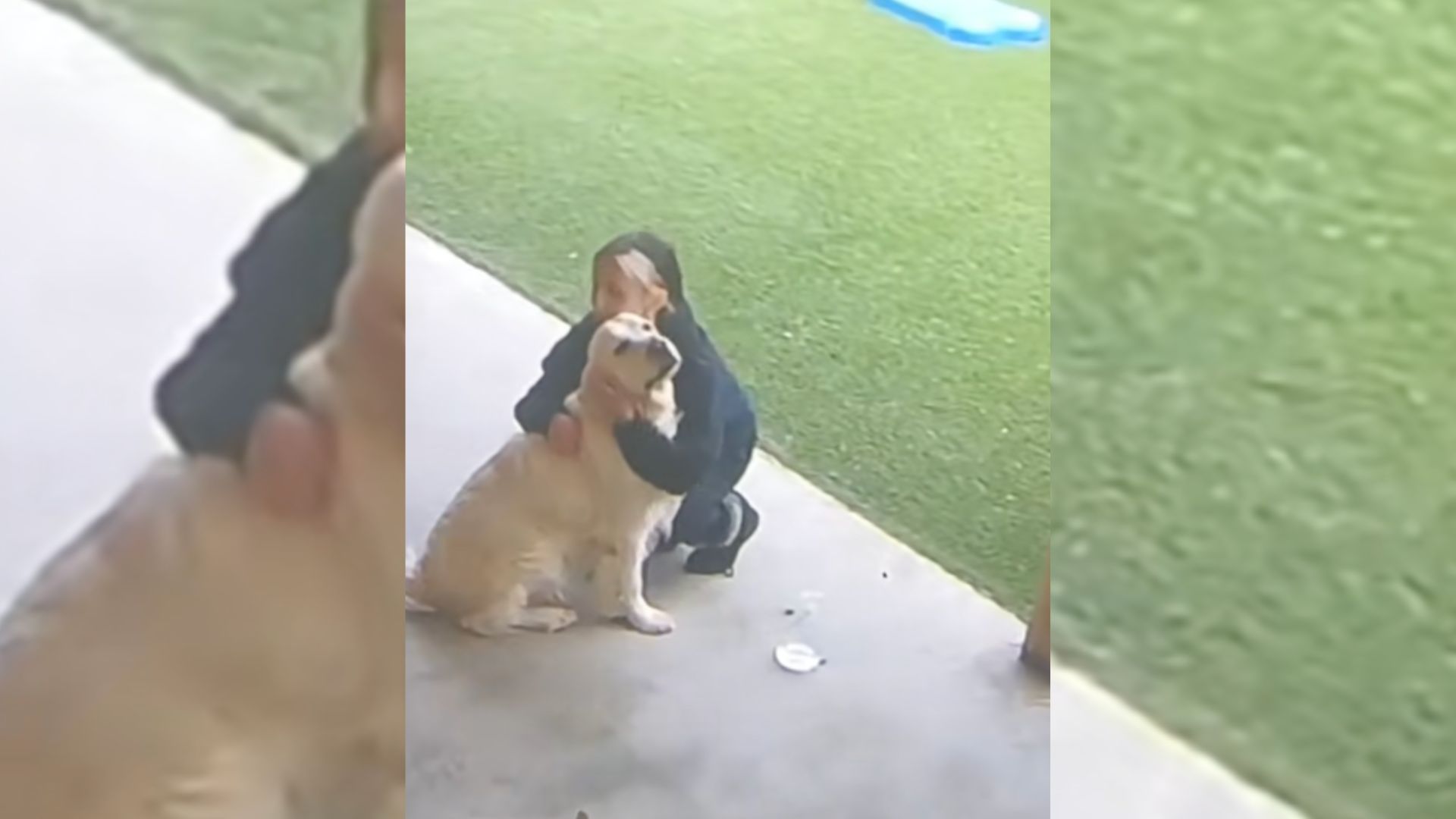 Tears As Golden Retriever Bows Head In Sorrow After Being The Last Dog Left At Daycare