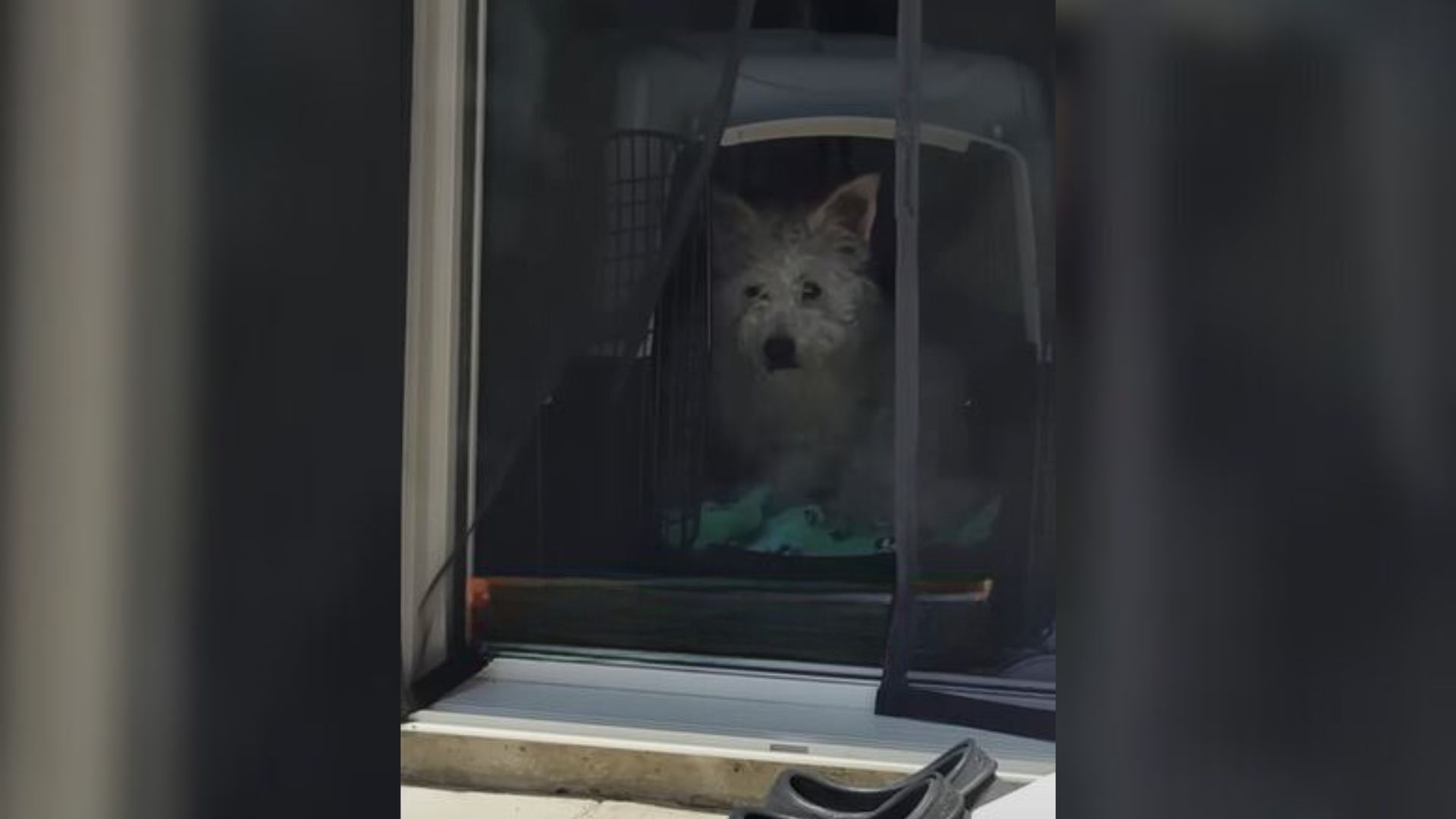 white puppy in crate