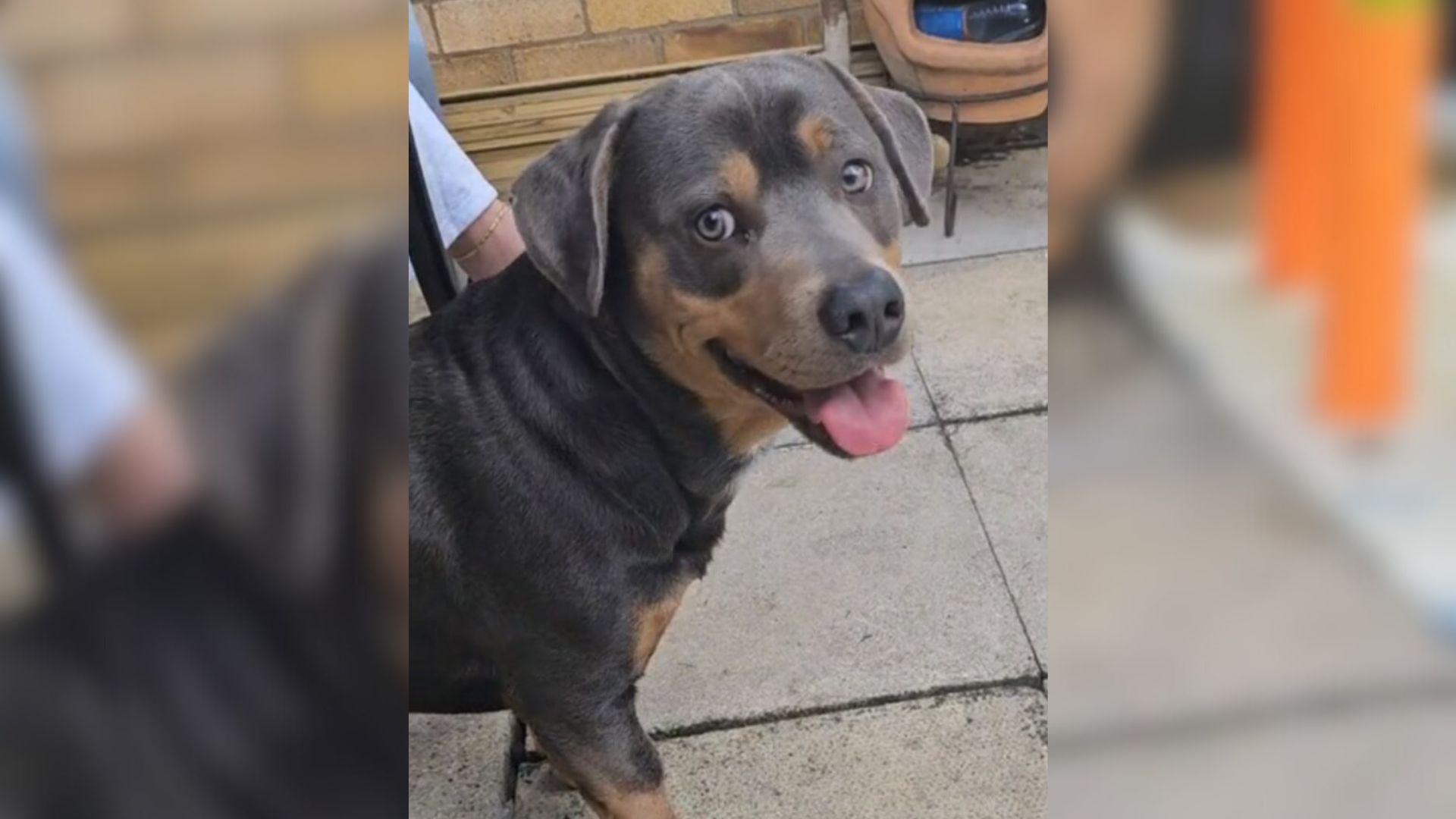 Rottweiler And Dachshund Have Unexpected Litter And Their Puppy Takes The Internet By Storm