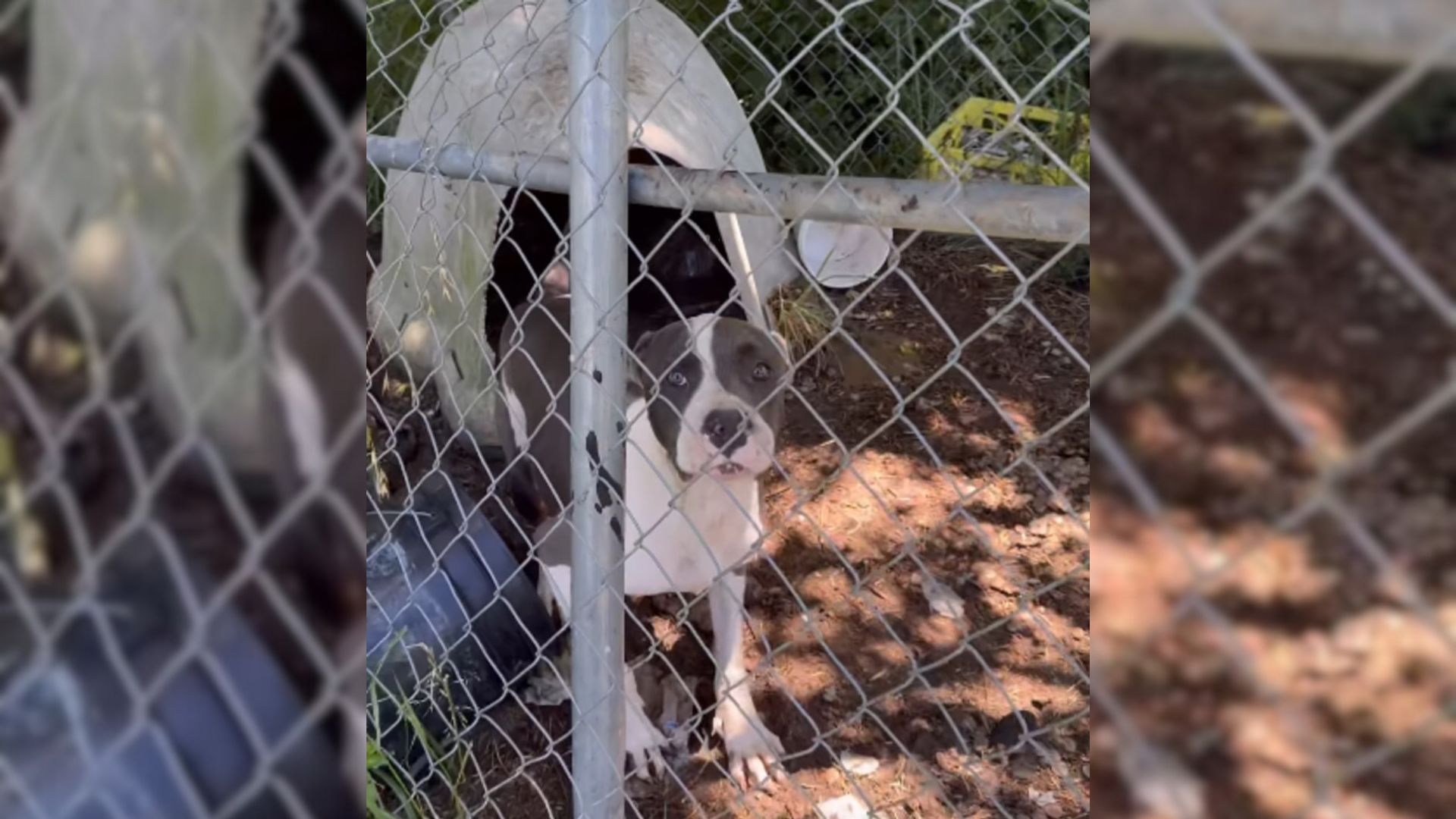 Abused Pitbull Is Free After 5 Long Years In Captivity, All Thanks To Georgia Rescuer