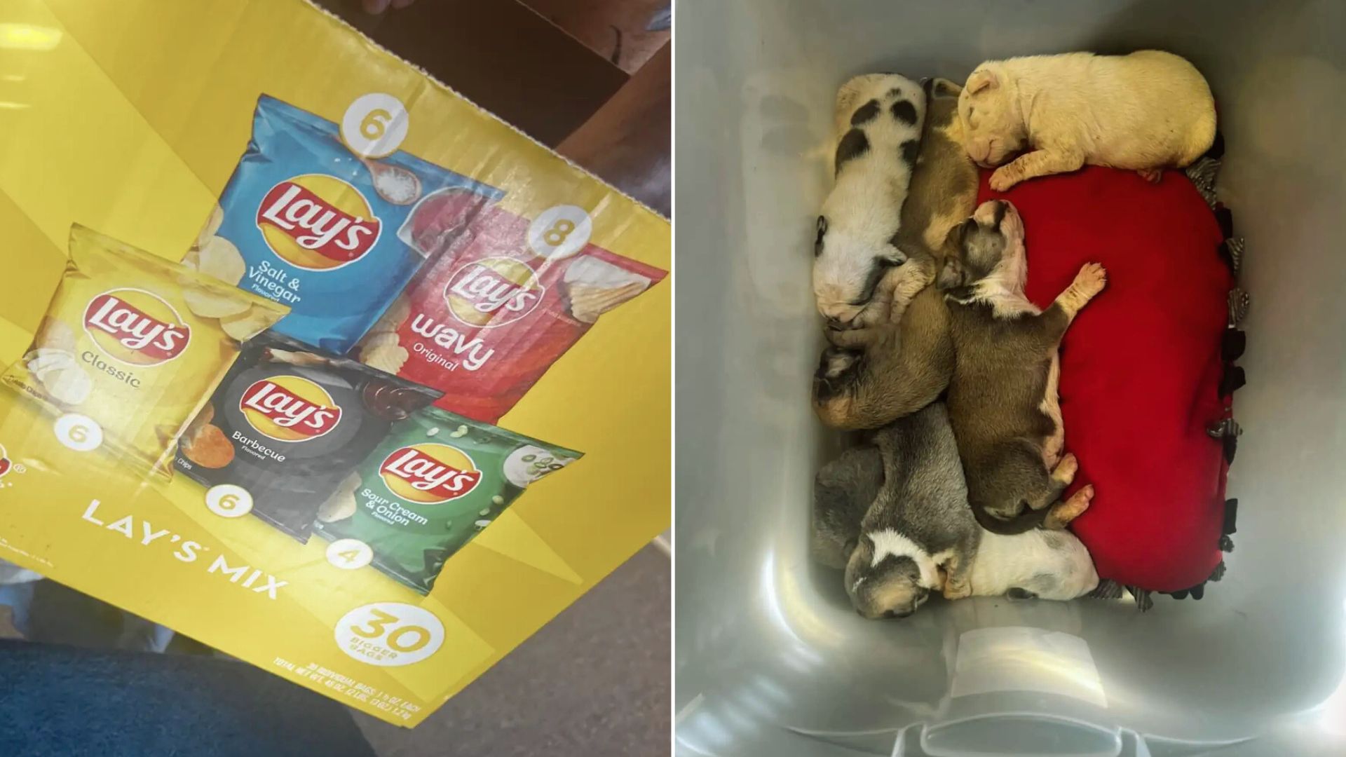 The Staff Were Shocked When They Heard Tiny Cries Coming From Chip Box Left Out In Cold