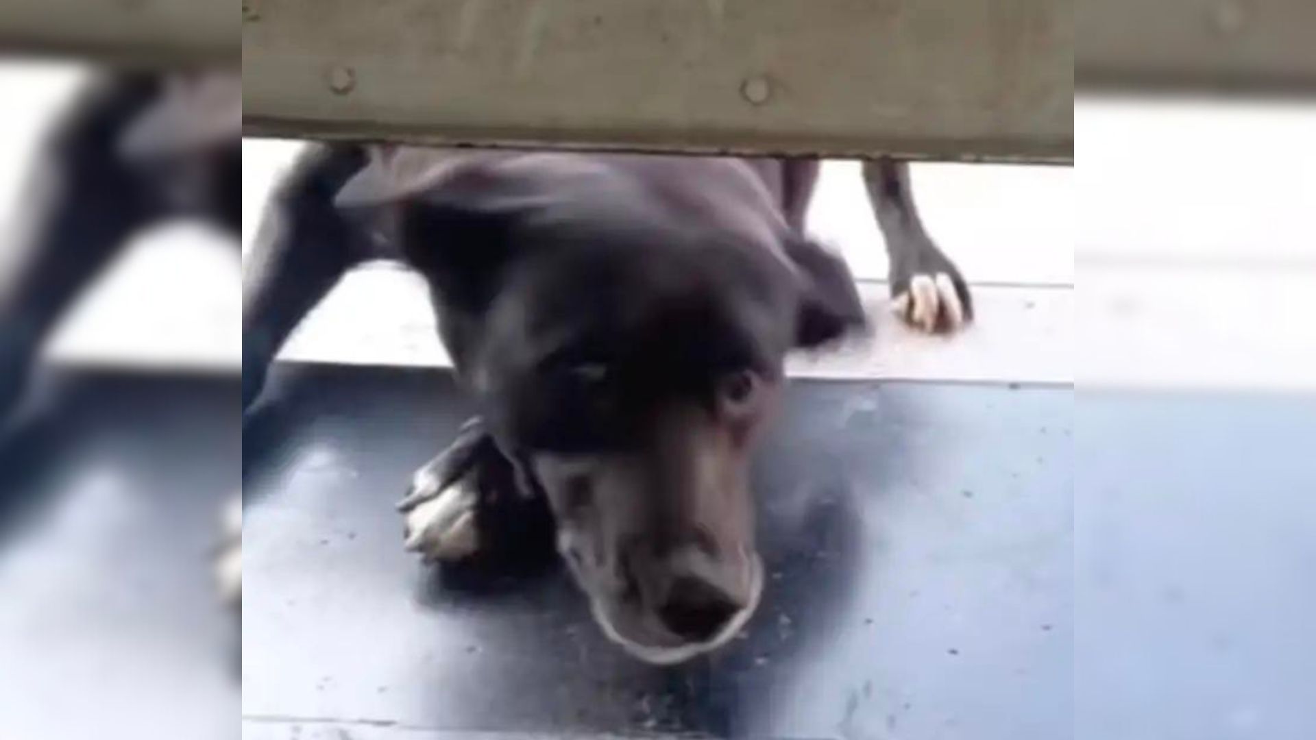 pup come to a pet shop