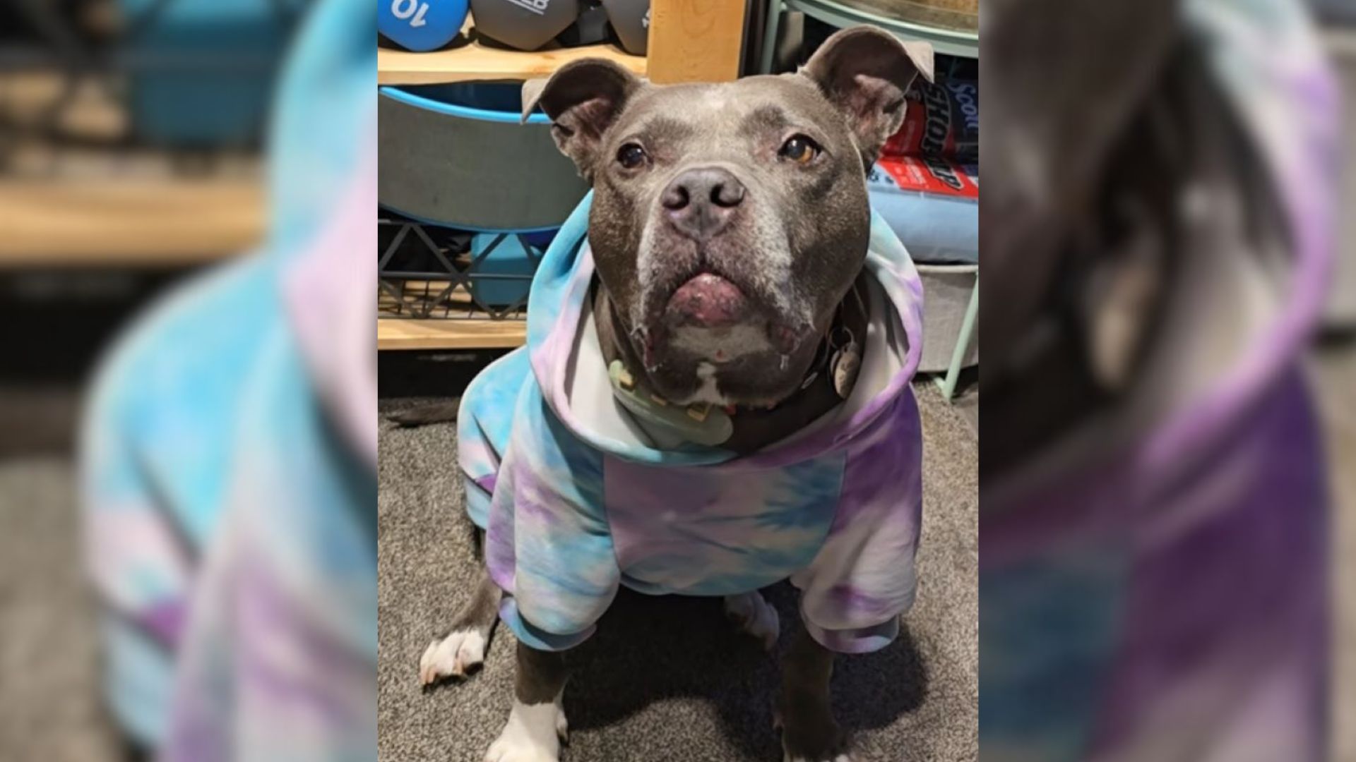 Pup Who Was Abandoned Several Times Finds Hope After Meeting Her New Favorite Person