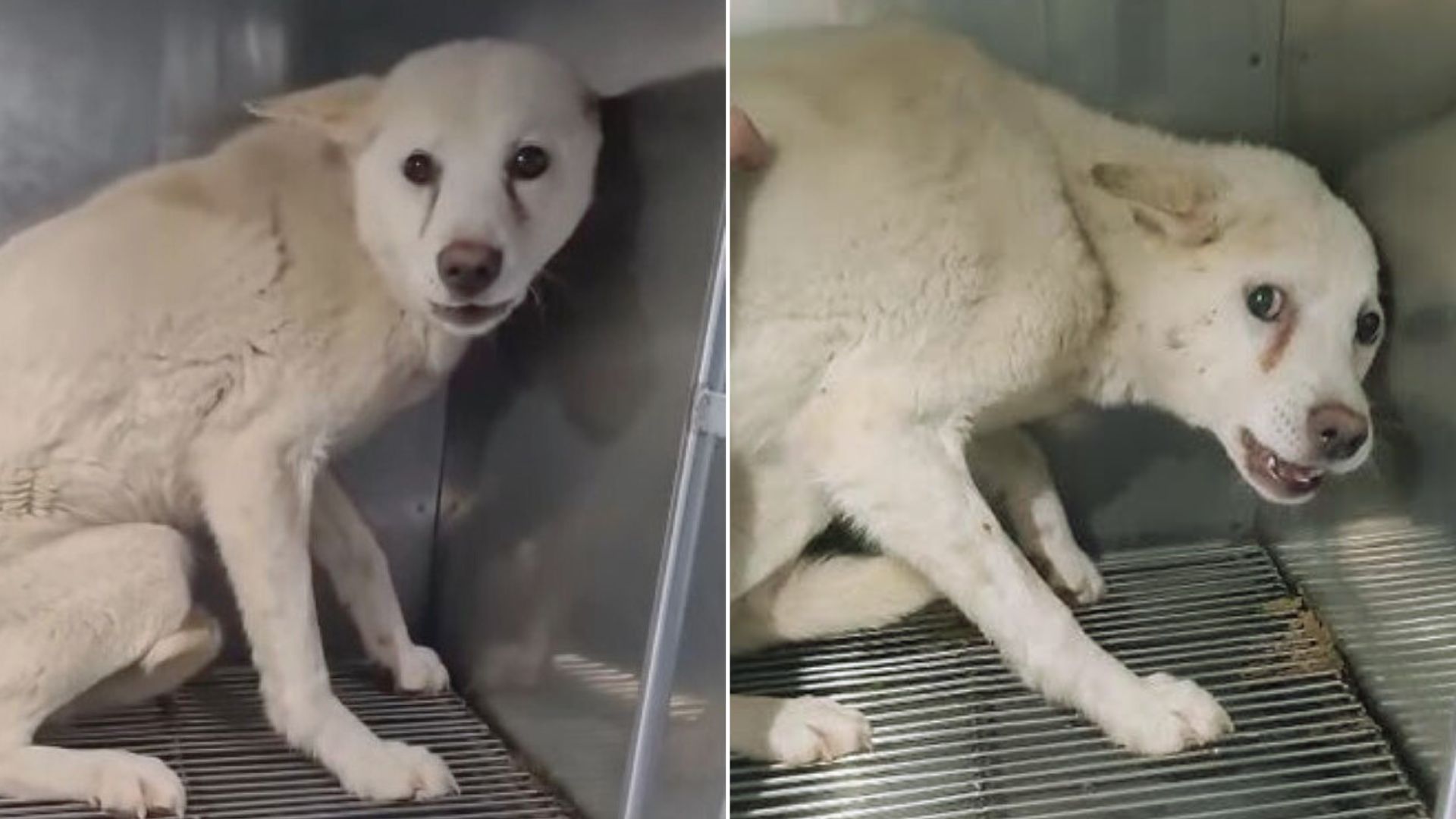 This Shelter Dog Is So Terrified Of People