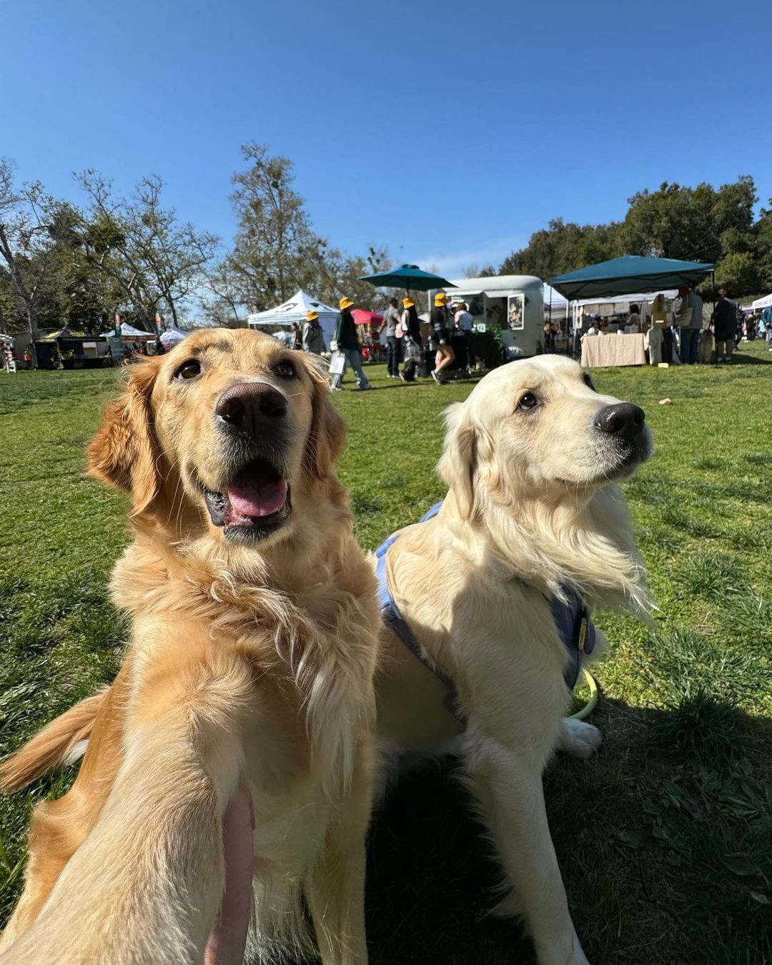 Two Golden Retrievers