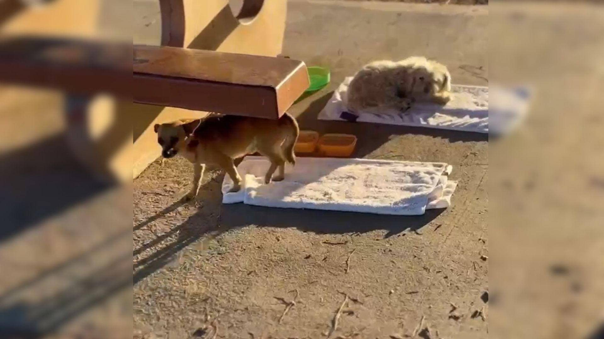 Two Sad Pups Dumped In A Park Curled Up Under A Bench, Hoping That Someone Would Help Them