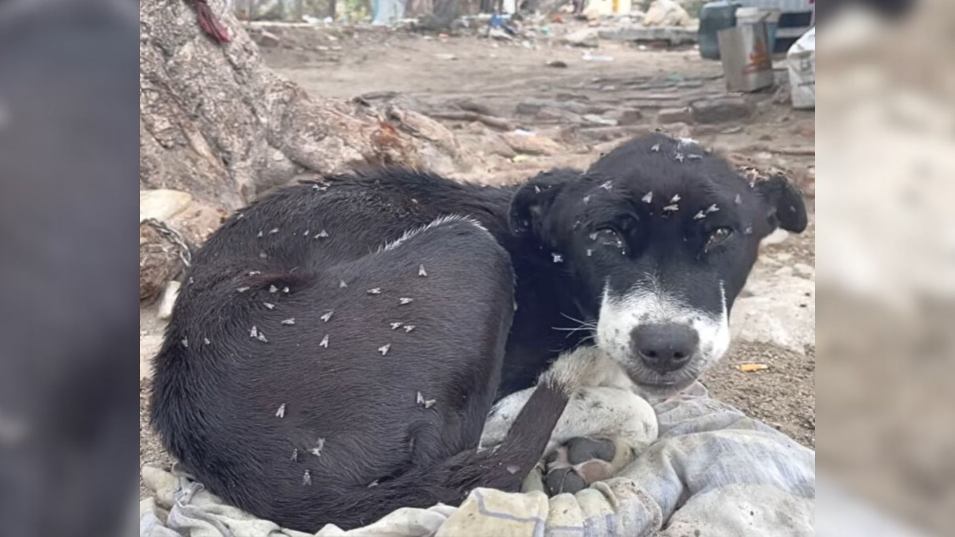 Unwanted Pup Covered In Flies Who Was On The Brink Of The Inevitable Makes An Incredible Transformation