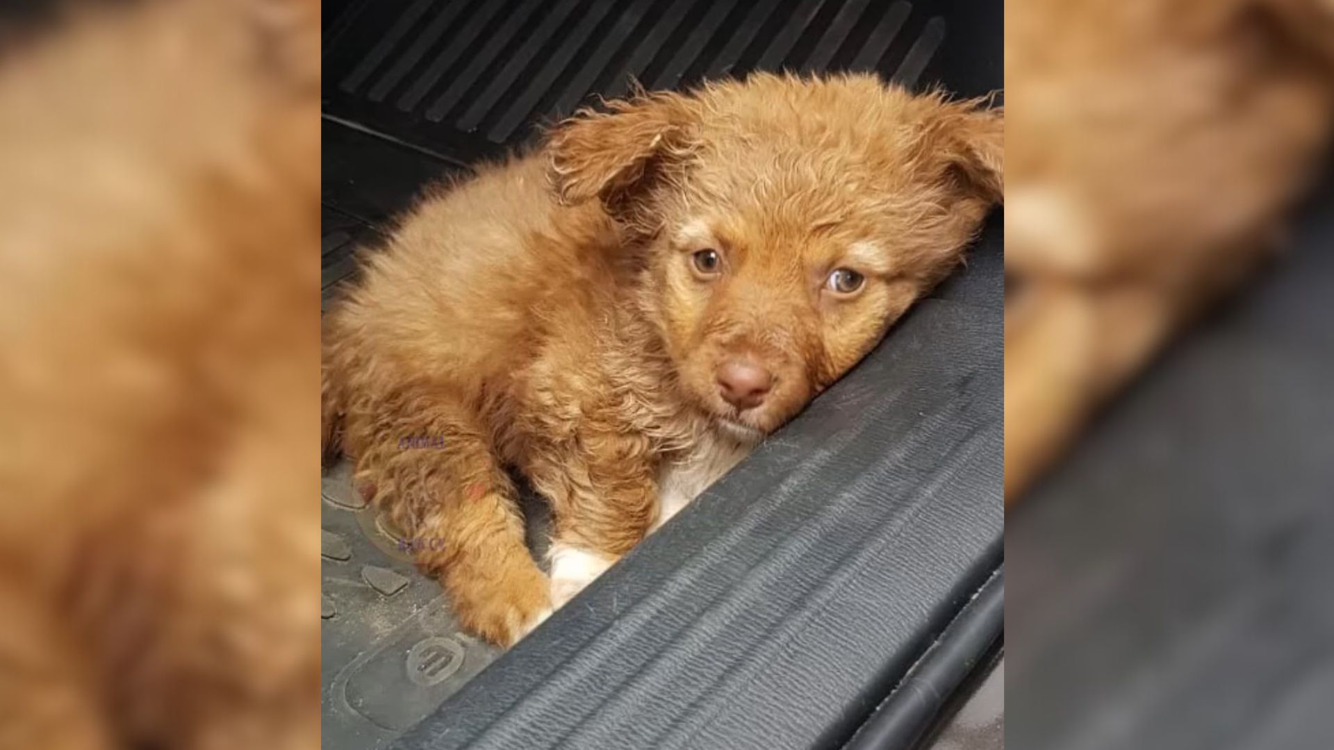 Vets Shocked When They Finally Found Out Why This Stray Pup Wasn’t Able To Stand Up On His Back Paws