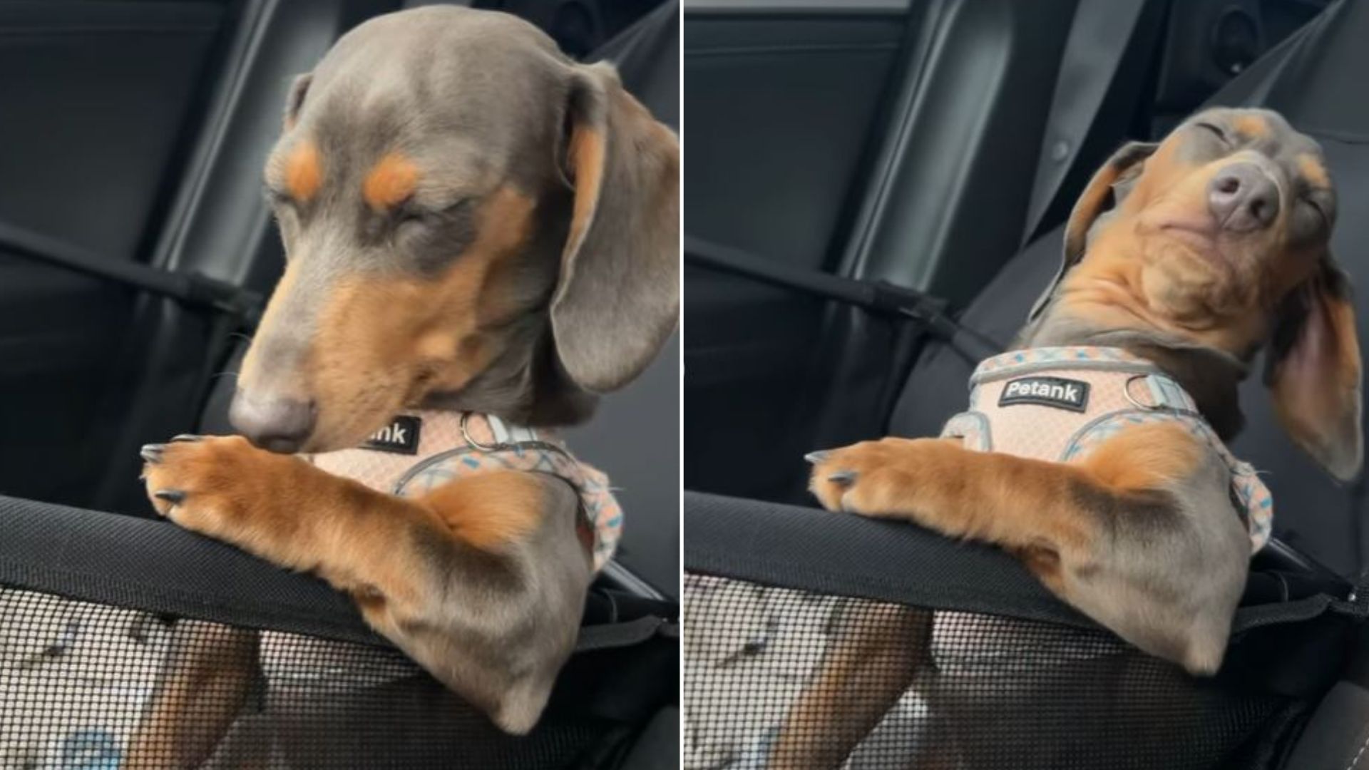 Video Of An Adorable Dachshund Trying To Stay Awake Has Gone Viral And It’s The Cutest Thing Ever