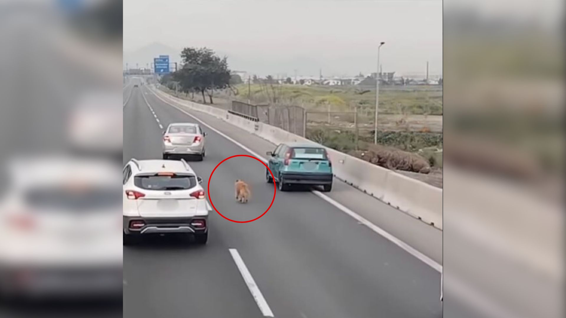 Witness How These Drivers Cleverly Guided This Dog Away From Harm On A Dangerous Highway