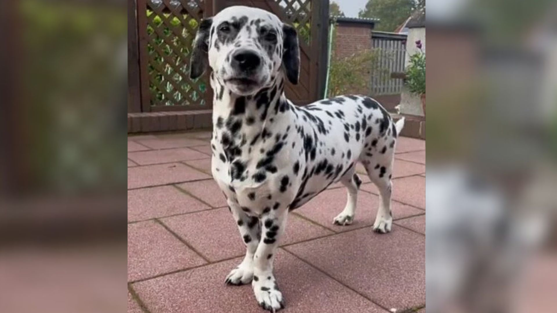 Dalmatian dog