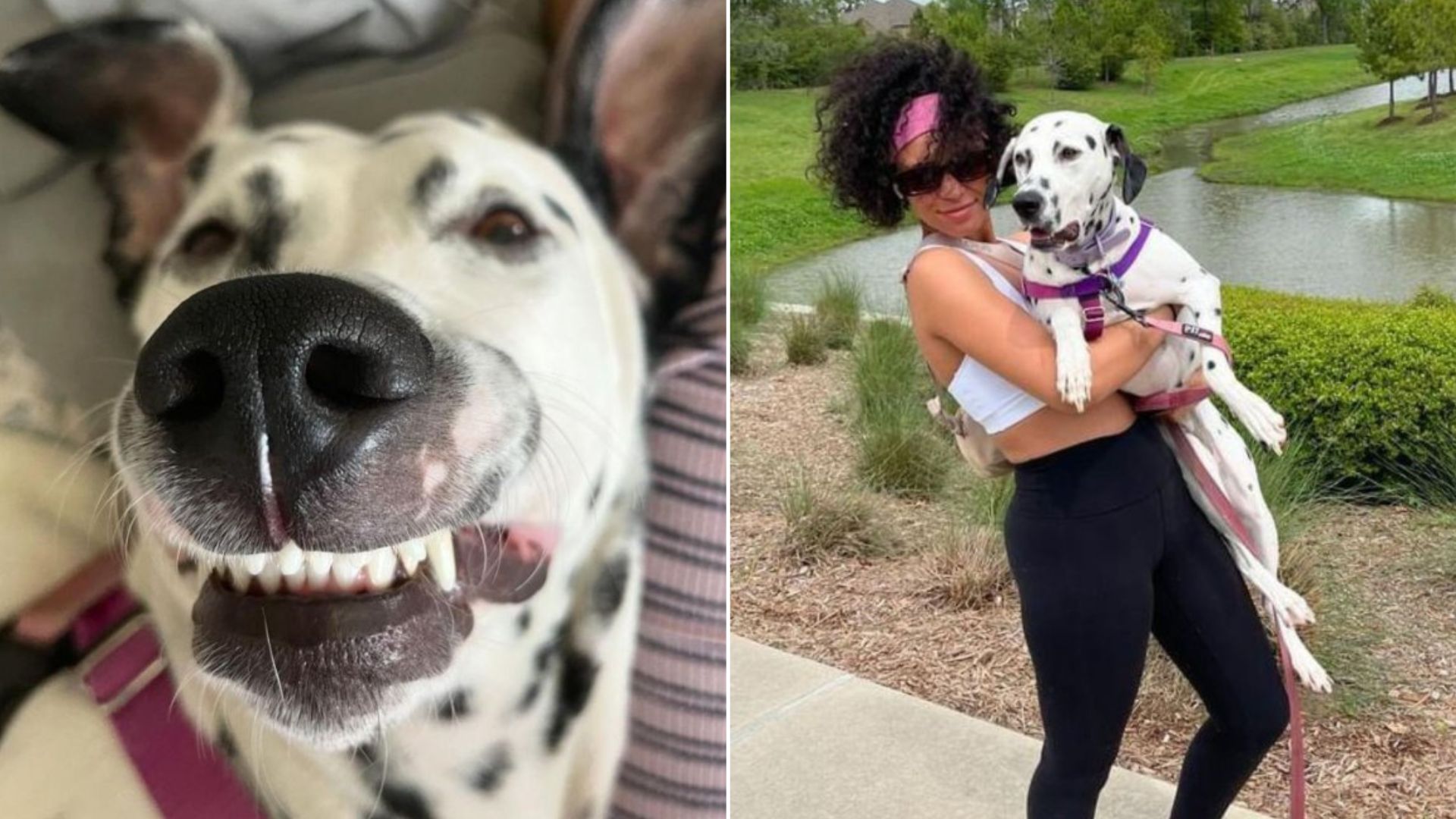 woman with dalmatian dog