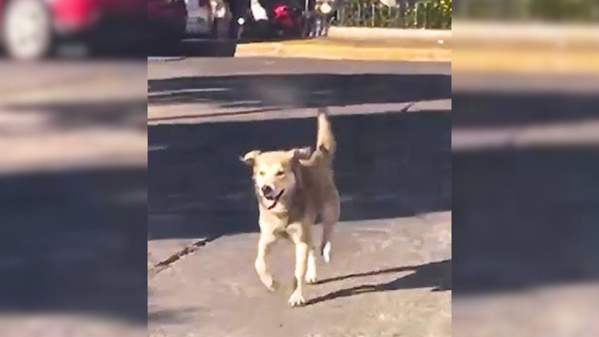 dog walks on street