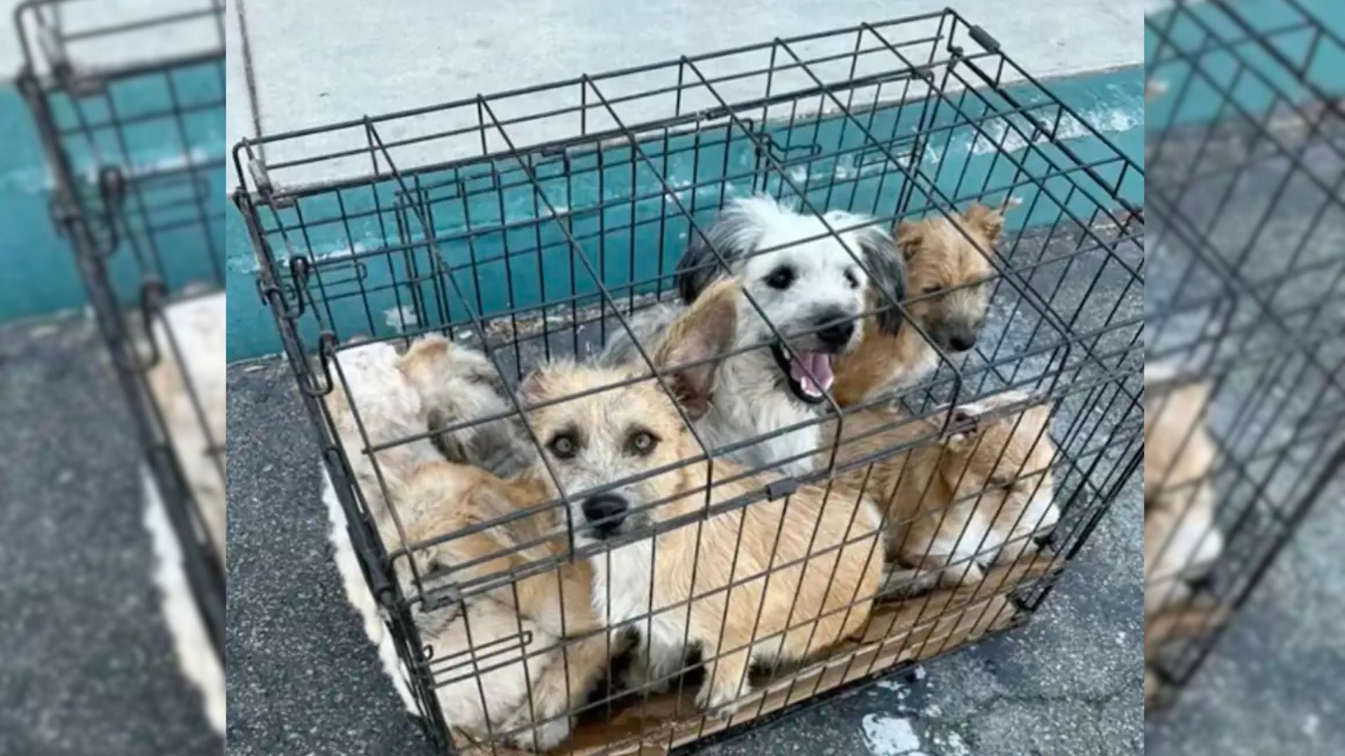 Woman Got A Stomach Ache When She Came Across 7 Abandoned Dogs Crowded In A Tiny Cage