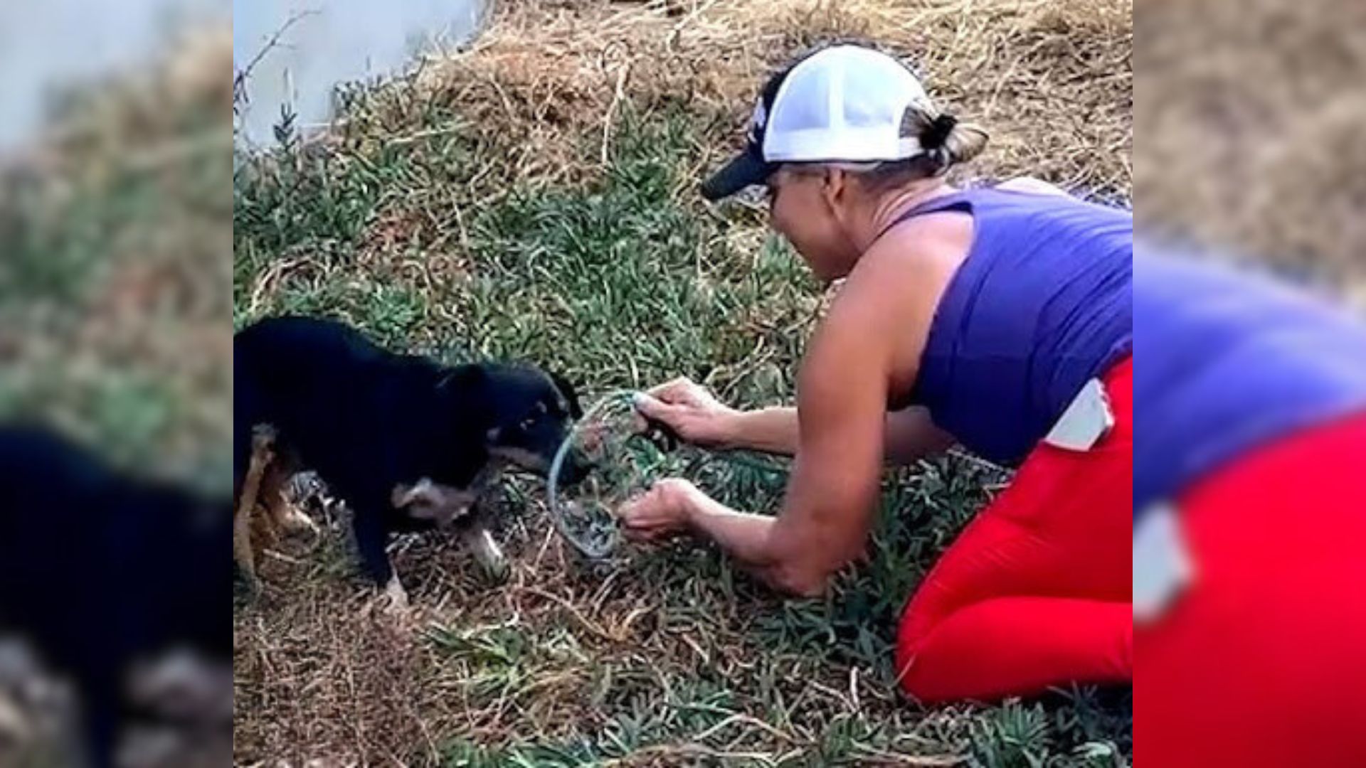 Woman Noticed A Frightened Pup Near A Busy Freeway